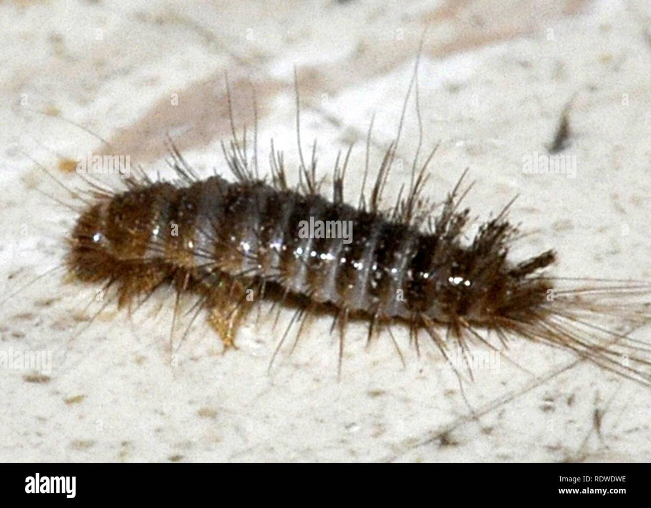 Anthrenus-sp-larva-04-fws. Stock Photo