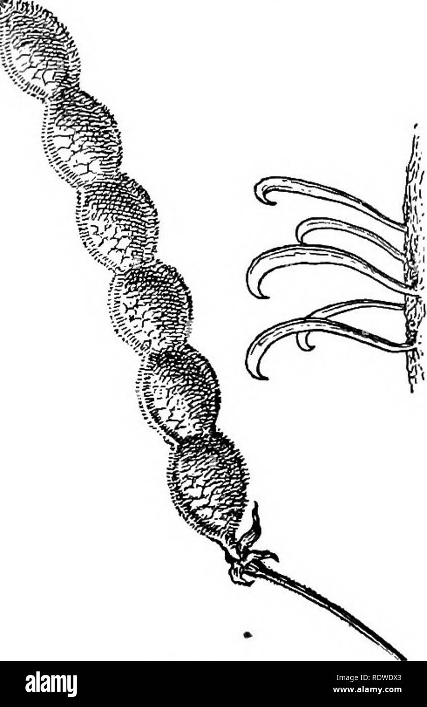 . Elementary botany. Botany. Fig. 469. Bur of bidens or bur-marigold, show- ing barbed seeds. Fig. 470. Seed pod of tick-treefoil (desmodium); atthe right some of the hooks greatly magnified. bur-marigold (bidens), the tick-treefoil (desmodium), or cockle-bur (xanfhi- um), and burdock (arctium). 673. Other plants like some of the sedges, etc., living on the margins of streams and of lakes, have seeds which are provided with floats. The wind or the flowing of the water transports them often to distant points. 368. Please note that these images are extracted from scanned page images that may hav Stock Photo