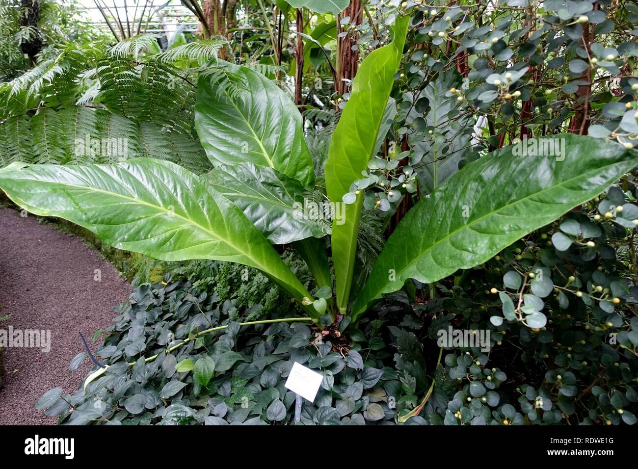 Anthurium Crassinervium Botanischer Garten Heidelberg Germany Stock Photo Alamy