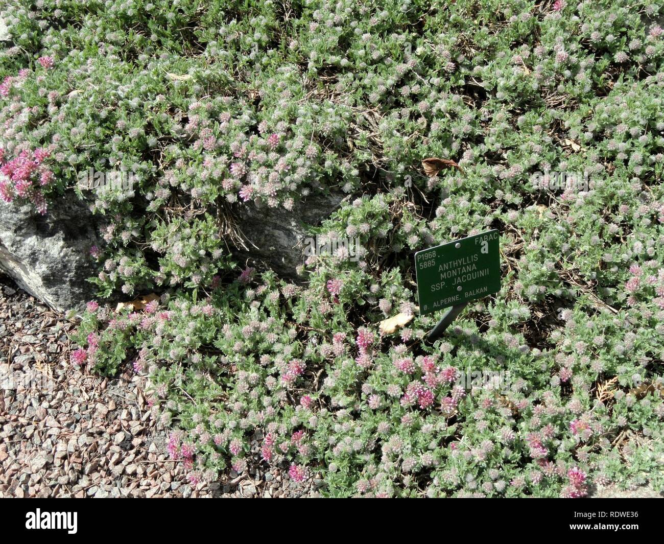 Anthyllis montana subsp. jacquinii - Copenhagen Botanical Garden - Stock Photo