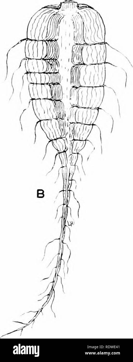 . Plants and their ways in South Africa. Botany; Botany. Fig. 77.—Root of carrot. A, showing rifts made by latei&quot;al roots ; B, longi tudinal section. above and so it is fitted to support the plant. The rigid portion of a young stem is nearer the rirrumference. This enables it to bear a great weight and to resist the wind. Microscopic Appearance of Roots.—As a root is pro- tected by the root cap, the growing point is just behind the tip. Three more or less distinct regions ' may be made out ^ These three regions are more or less evident in tiie stem. Reference to them is con'enient, thoug Stock Photo