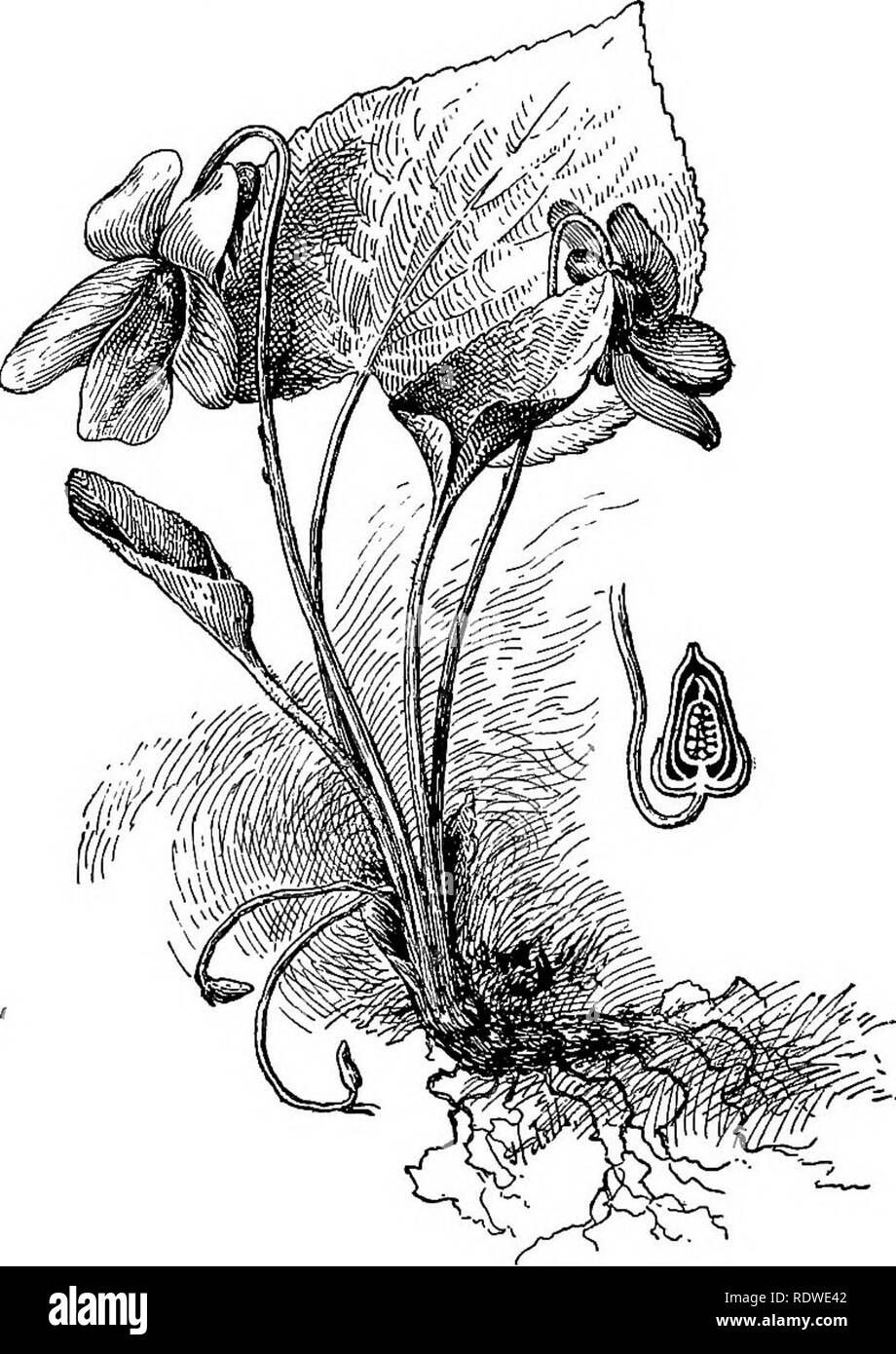 . Elementary botany. Botany. 354 ECOLOG y. i.e. the pollenation of the pistil of one flower by pollen from another, is sure to take place, if it is pollenated at all. Even in monoecious plants cross pollenation often takes place between flowers of different individuals, so that. Fig. 451. Viola cucullata; blue flowers above, cleistogamous flowers smaller and curved below. Section of pistil atright. more widely different stocks are united in the fertilized egg, and the strain is kept more vigorous than if very close or identical strains were united. 652. But there are many flowers in which both Stock Photo