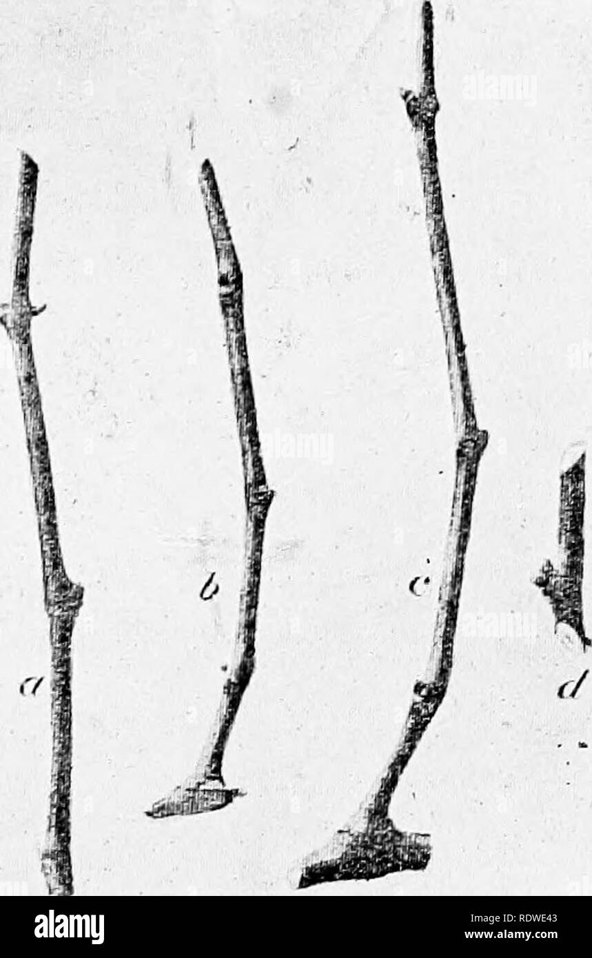 Crab apple dwarf varieties hires stock photography and images Alamy