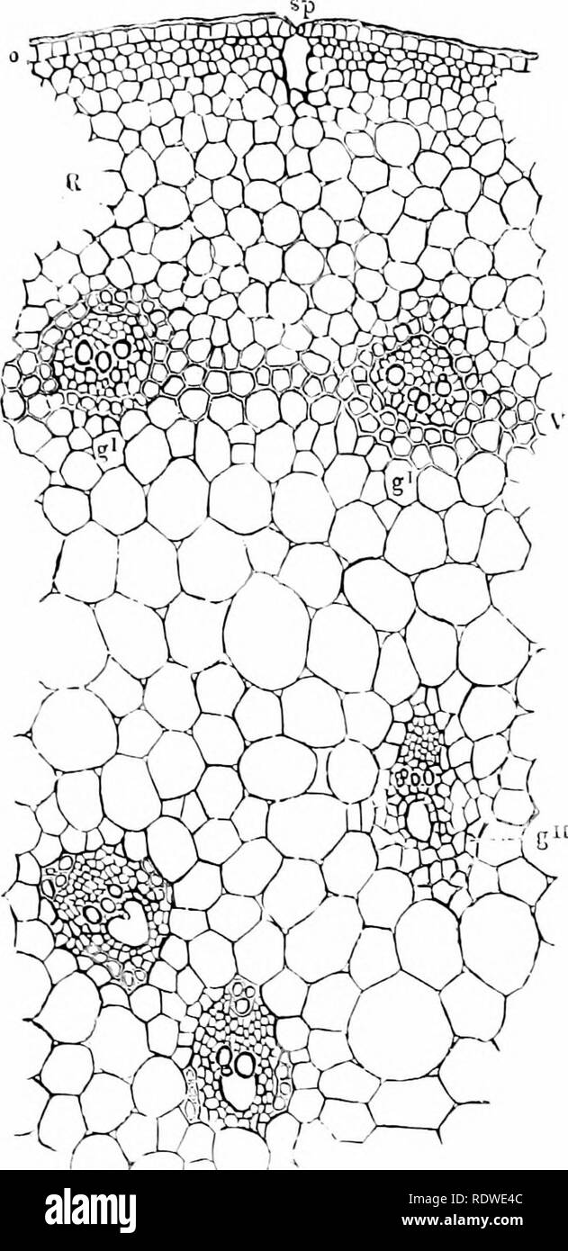 . Plants and their ways in South Africa. Botany; Botany. Stem and Root Stnictuir^s 77 each bundle is surrounded by a fibrous sheath developed from the ground tissue.. Fig. 74.—P.irt of a transverse section through the stem of Tradescaniia St'//i&gt;i': ('. epidermis, ith a sioma, s/; R, cortex ; V, thickening ring with the outer vascular bundles, g' ; j;^&quot;, mner vascular bundles ( x 75). Secondary Thickening in Monocotyledons.—Since the closed bundles of monocotyledons allow for no secondary thickening, the structure of the mature stem resembles that of. Please note that these images ar Stock Photo