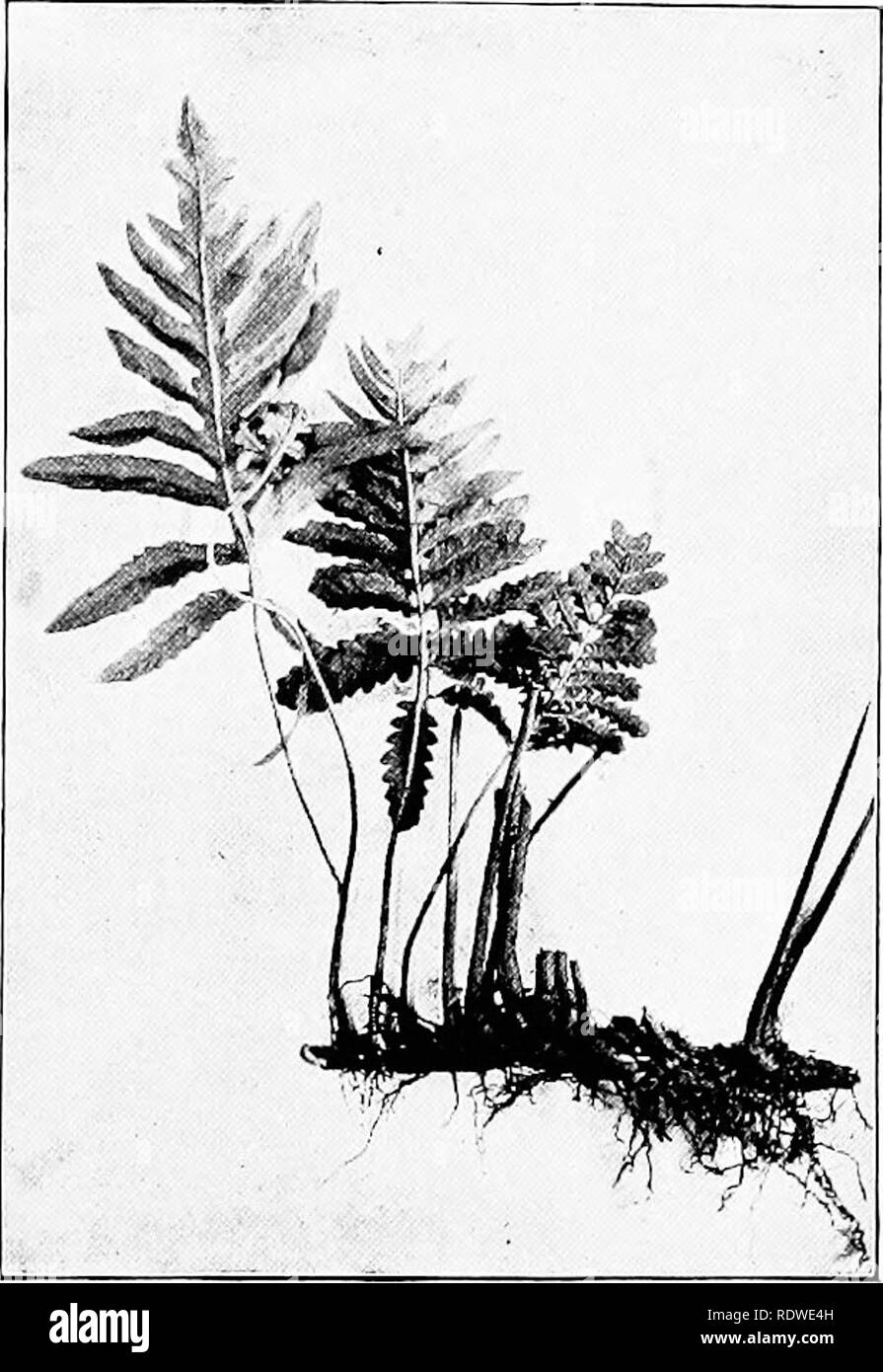. Elementary botany. Botany. DIMORPHISM OF FERNS. 343 leaves, the general plan of which is the same, and we recognize each as being a leaf. 626. Transformation of the fertile leaves of onoclea to sterile ones.—It is not a very rare thing to find plants of the sensitive fern which show intermediate conditions of the sterile and the fertile leaf. A number of years ago it was thought by some that this represented a different species, but now it is known. Fig- 447- Sensitive fern, showing one vegetative leaf and two sporophylls completely transformed. that these intermediate forms are partly trans Stock Photo