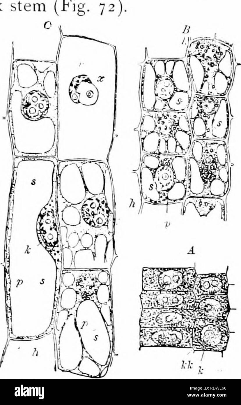 Latex vessels Black and White Stock Photos & Images Alamy