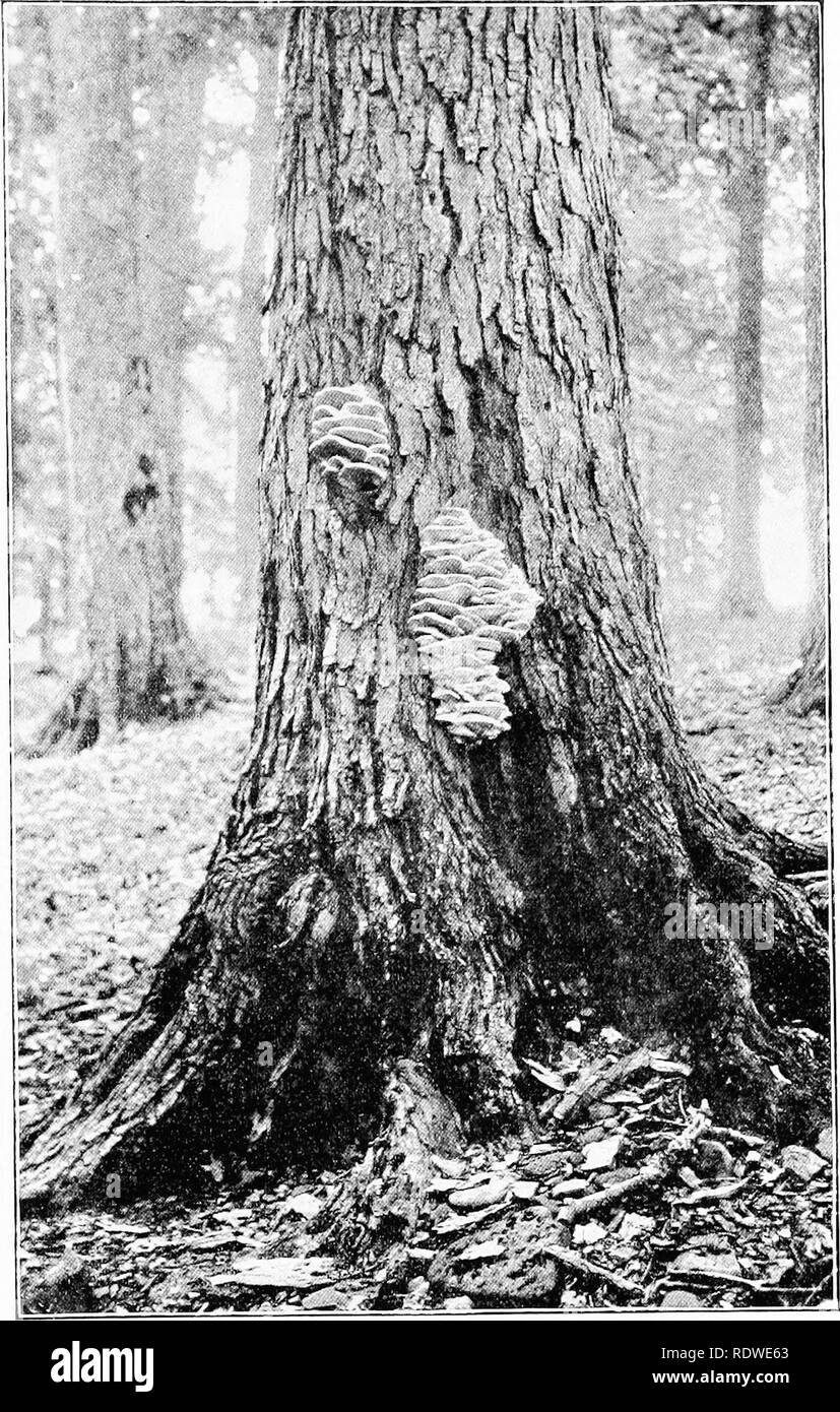 . Elementary botany. Botany. NUTRITION: MUSHROOMS. 337. Fig. 443. Wood-destroying fungus (Hydnum septentrionale on living maple, reduced 1/15. (Photo- ^inh I™ thp author.}. Please note that these images are extracted from scanned page images that may have been digitally enhanced for readability - coloration and appearance of these illustrations may not perfectly resemble the original work.. Atkinson, George Francis, 1854-1918. New York, H. Holt Stock Photo