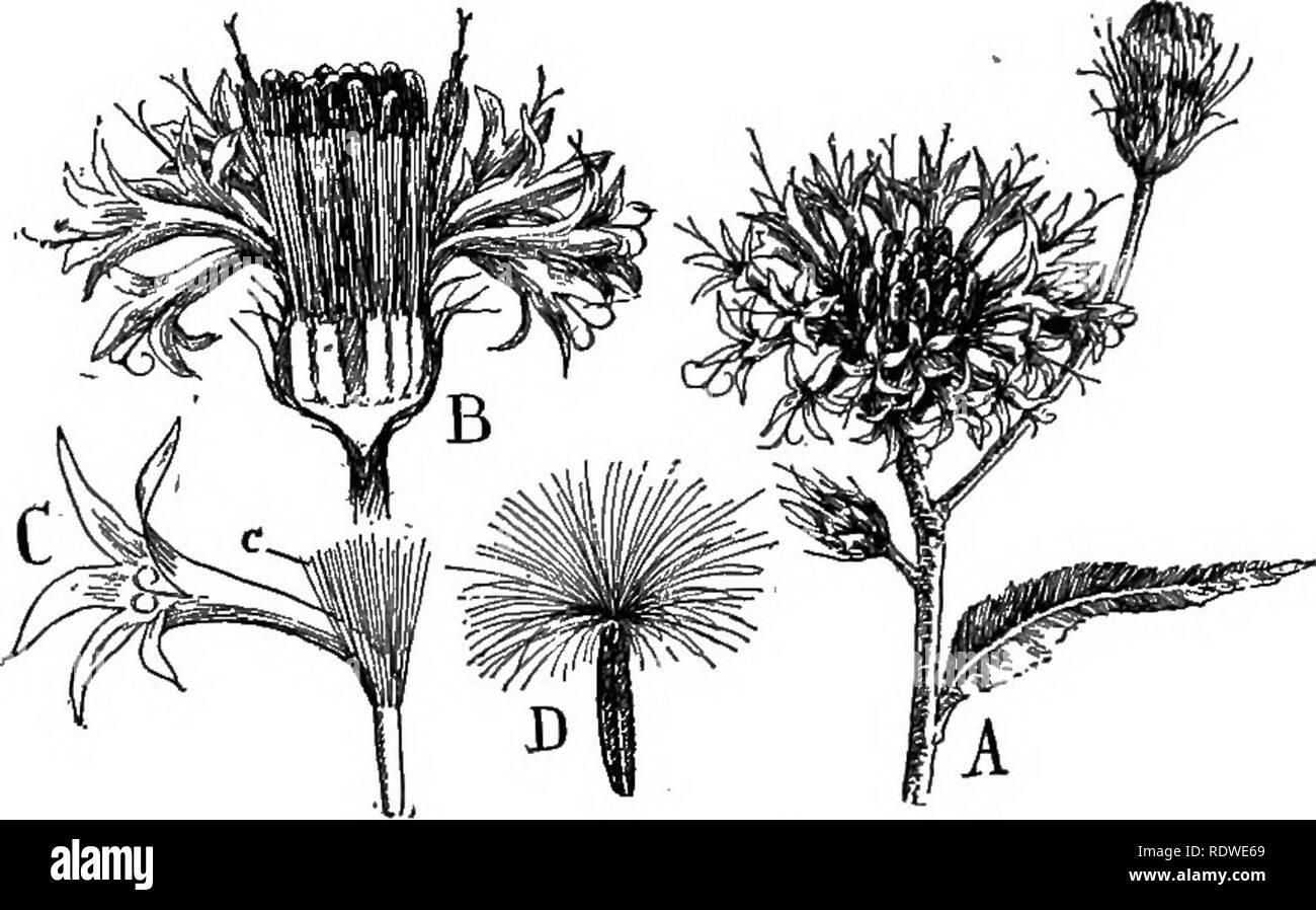 . Nature and development of plants. Botany. DEVELOPMENT OF PLANTS 491 both, and characterized by free anthers. The more familiar are: The marsh elder {Iva), ragweed {Ambrosia), and clot-bur and cockle-bur {Xanthium). These three alliances are apparently the.most recently evolved of the angiosperms, and owing to theii- numerous variations that have been so successful in meeting the present conditions upon. Fig. 342. A common tubular flower of the Thistle family: A, inflores- cence of the ironweed {Vernonia). B, sectional view of the inflorescence, only the outer flowers in bloom. C, enlarged vi Stock Photo
