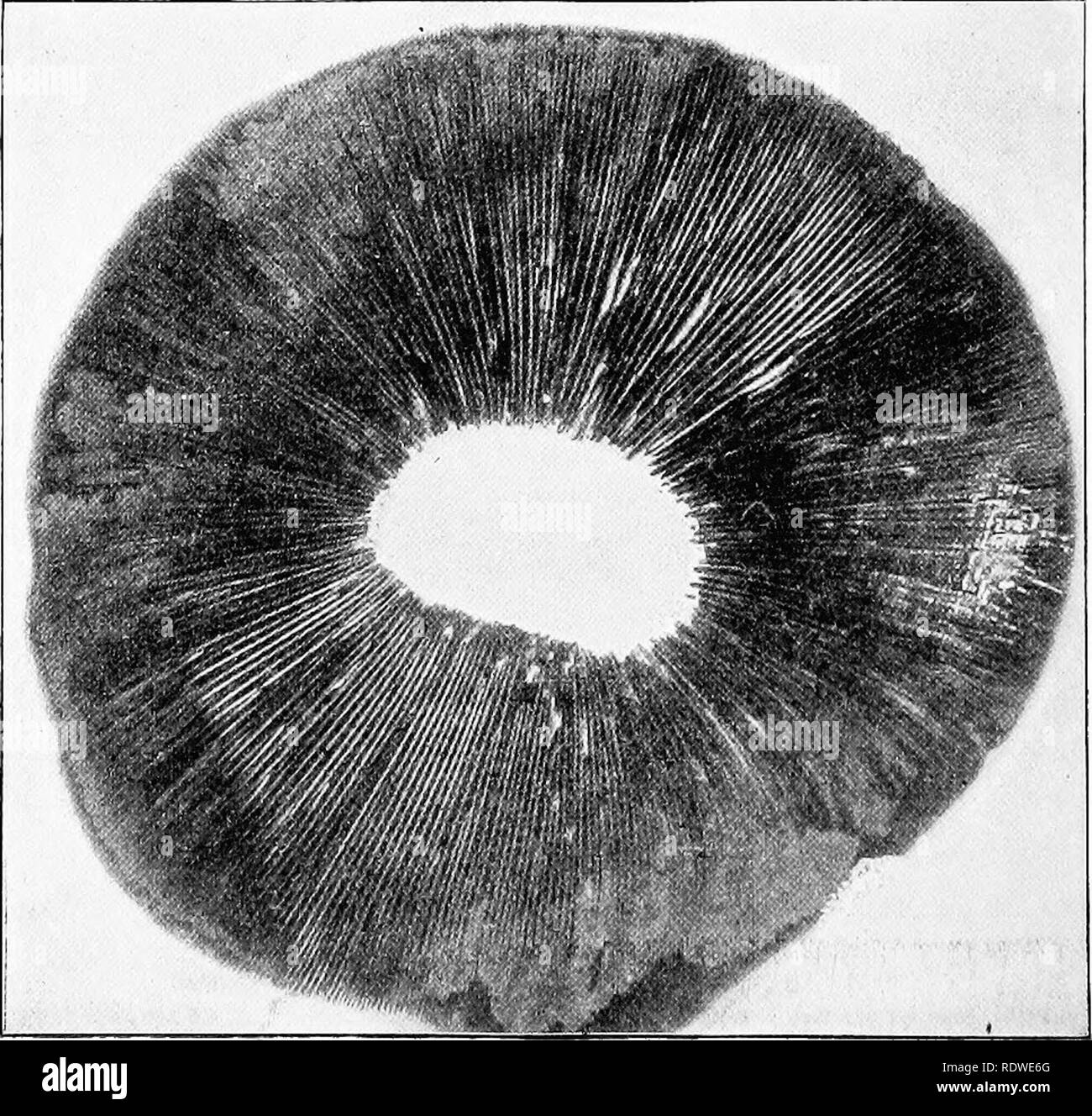 Agaricus spore print Black and White Stock Photos & Images Alamy