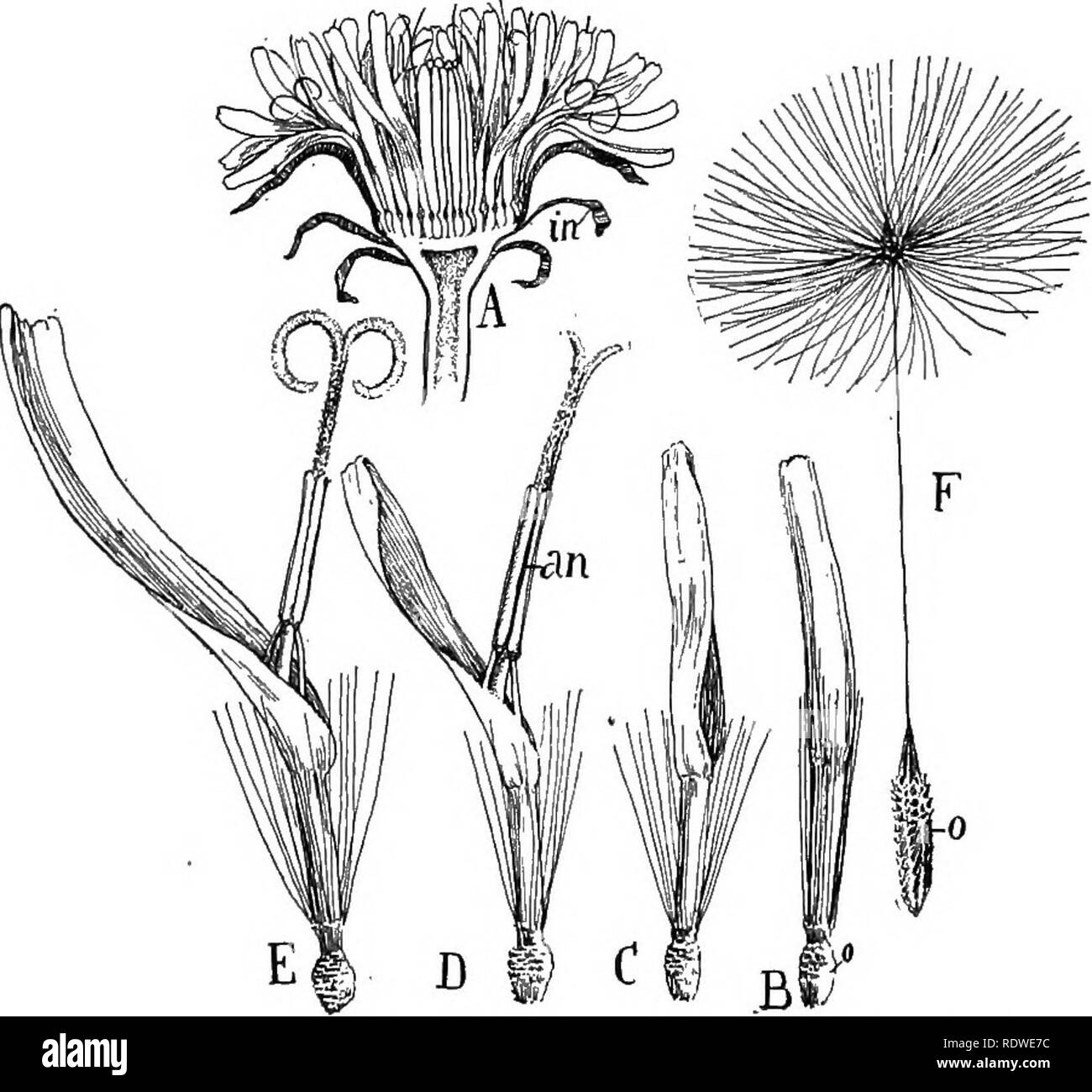 . Nature and development of plants. Botany. 486 THE CAMPANULALES flowers in heads subtended by one or more rows of bracts that form a calyx-Hke involucre (Fig. 338, in). This type of in- florescence might readily be mistaken for a single flower as the buttercup, rose, etc. This tendency to group the flowers in heads and compact clusters has been attained in several orders, notably the mustards, peas, Umbelliferae, mints, scrophularias, and especially in the Teasel family, page 482. But in no group has the aggregation been so successful and coupled with such efficient types of flowers. Leaving  Stock Photo