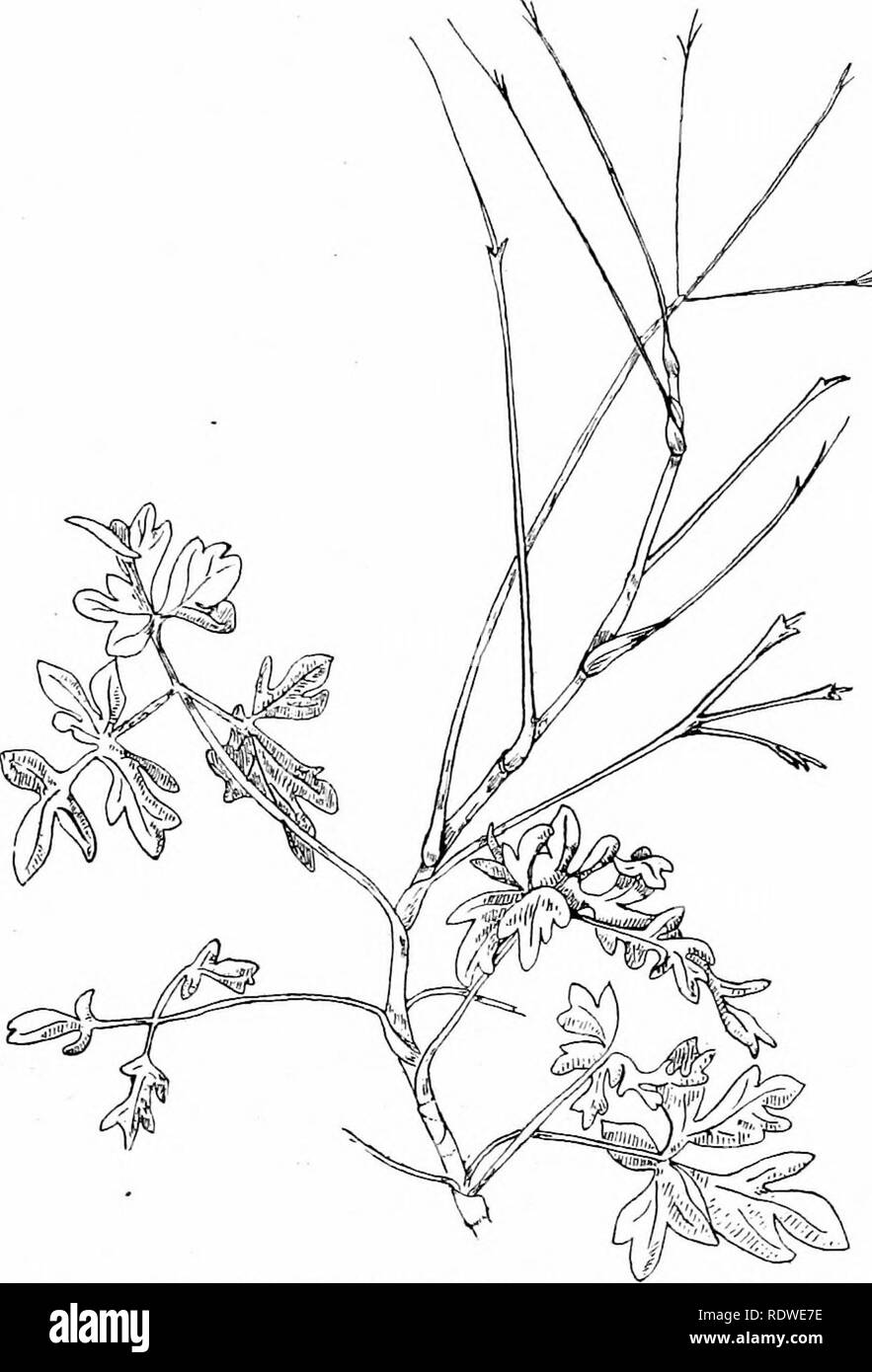 . Plants and their ways in South Africa. Botany; Botany. Itosette. (Section) SteTn, Fig. 6i.. Fig. 62.—Branch of Bupleurum difforme, L., showing variety in leaves.. Please note that these images are extracted from scanned page images that may have been digitally enhanced for readability - coloration and appearance of these illustrations may not perfectly resemble the original work.. Stoneman, Bertha. London, New York, Longmans, Green Stock Photo