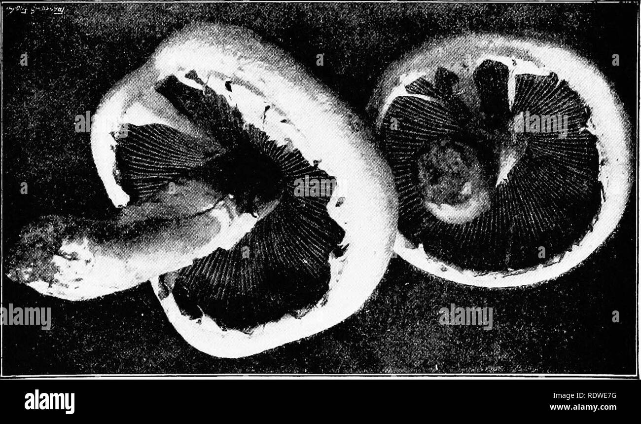 . Elementary botany. Botany. Fig- 436. Agaricus campestris ; nearly mature plants, showing veil still stretched across the gill cavity.. Fig. 437- Agaricus campestris ; under view of two plants just after rupture of veil, fragments of the latter clinging both to margin of pileus and to stem.. Please note that these images are extracted from scanned page images that may have been digitally enhanced for readability - coloration and appearance of these illustrations may not perfectly resemble the original work.. Atkinson, George Francis, 1854-1918. New York, H. Holt Stock Photo