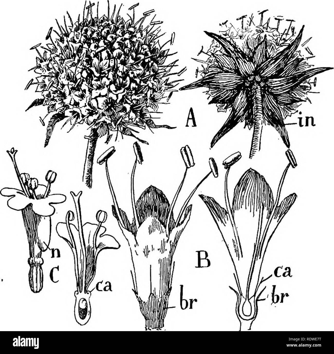 . Nature and development of plants. Botany. DEVELOPMENT OF PLANTS 483 tended by modified leaves, the involucre (Fig. 336) and the pistils are reduced to a single fertile carpel with two-lobed style. These variations will become very prominent in the next order. The Rubiajes are an important tropical group and furnish the coffee {Coffea) and the cinchonas which yield such drugs as quinine and calisaya.. Fig. 336. Advanced forms of the Rubiales: A, inflorescence of Scabiosa, at the right showing the involucre, in. B, a siilgle flower enlarged, show- ing the somewhat irregular corolla. At the rig Stock Photo