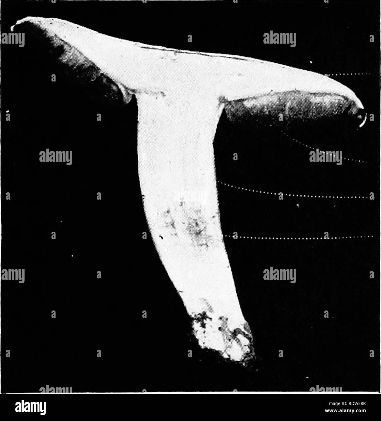 . Elementary botany. Botany. Fig. 430. Agaricus campestris. View of under side showing stem, annulus, gills, and margin of pileus.. Fig. 431- Agaricus campestris. Longitudinal section through stem and pileus. «, pileus; b, portion of veil on margin of pileus ; c, gill; f, fragment of annulus; e, stipe.. Please note that these images are extracted from scanned page images that may have been digitally enhanced for readability - coloration and appearance of these illustrations may not perfectly resemble the original work.. Atkinson, George Francis, 1854-1918. New York, H. Holt Stock Photo