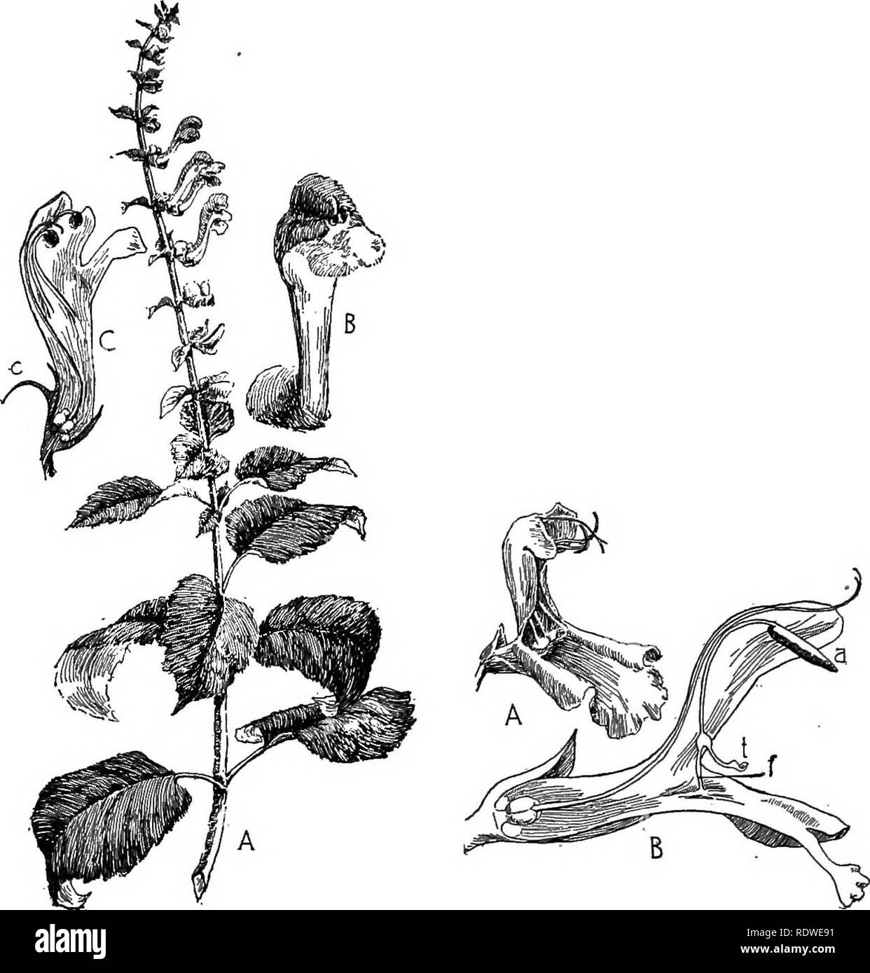 . Nature and development of plants. Botany. DEVELOPMENT OF PLANTS 477. «£3' Fig. 331. Fig. 332. Fig. 331. A common species of the Mint family: A, inflorescence of the skullcap {Scutellaria). Note the square stem, opposite leaves. Why are all the flowers facing one way? B, flower enlarged, showing the two-lobed under lip and the three-lobed upper lip which conceals the sporophylls. C, section of the flower. Ovary four-lobed, stamens cohering with the corolla and anthers concealed with the stigma beneath upper lip. Purpose of the crest, c, on the calyx? Fig. 332. Flower of the sage (Salvia): A,  Stock Photo