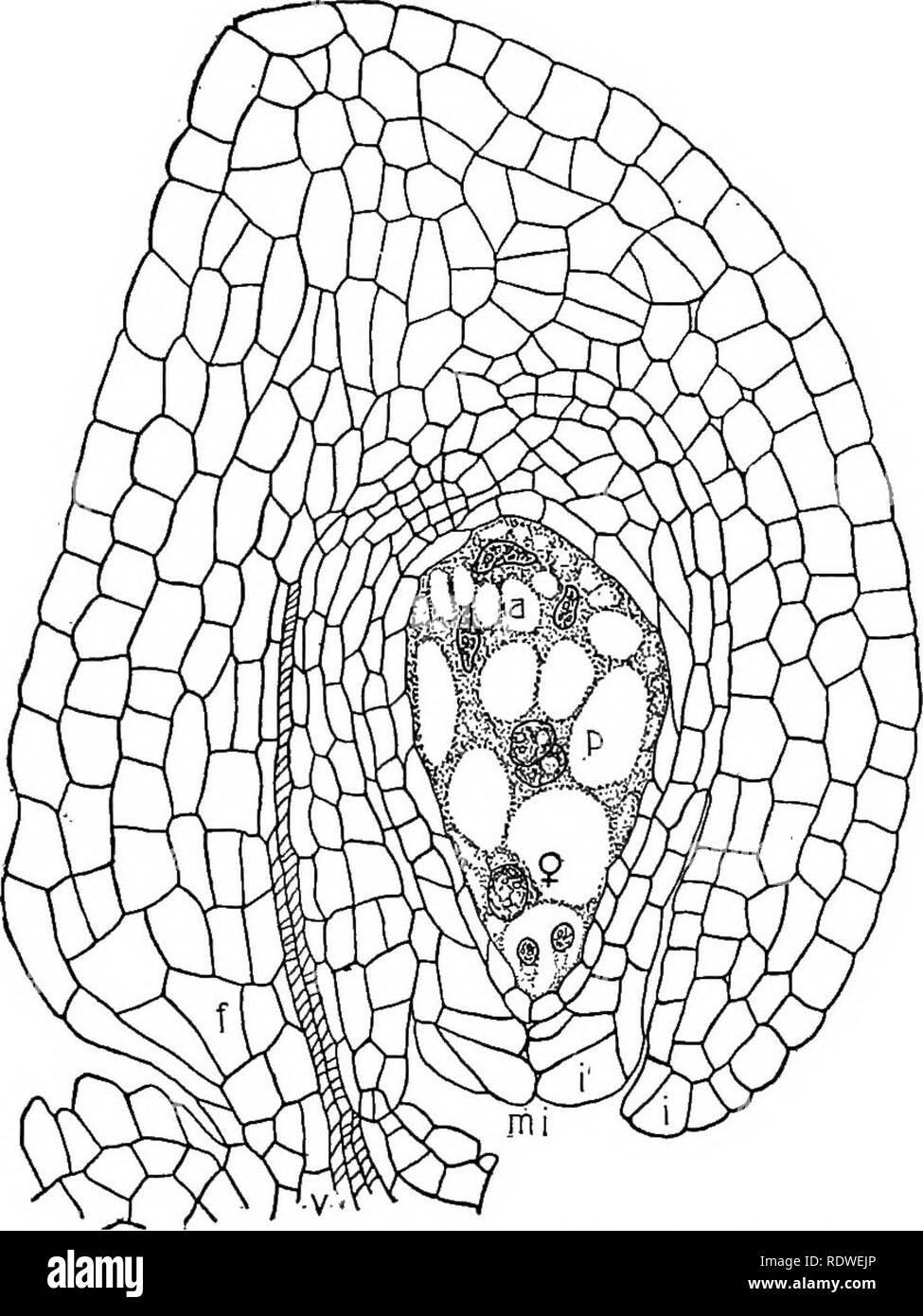 . Nature and development of plants. Botany. DEVELOPMENT OF PLANTS 391 thejpower to 'grow and form a tissue that supplements the anti- podal cells^and'so]takes the place of the nourishing gametophyte of the gymnosperms. According to this view, the endosperm is a delayed prothallial growth which does not take place until fertilization is effected. There is considerable evidence to justify. Fig. 271. Section of a megasporangium of lily, showing the mature female gametophyte: 9, female gamete, below which are two synergids; p, the two polar nuclei uniting to form the endosperm nucleus; a, antipoda Stock Photo