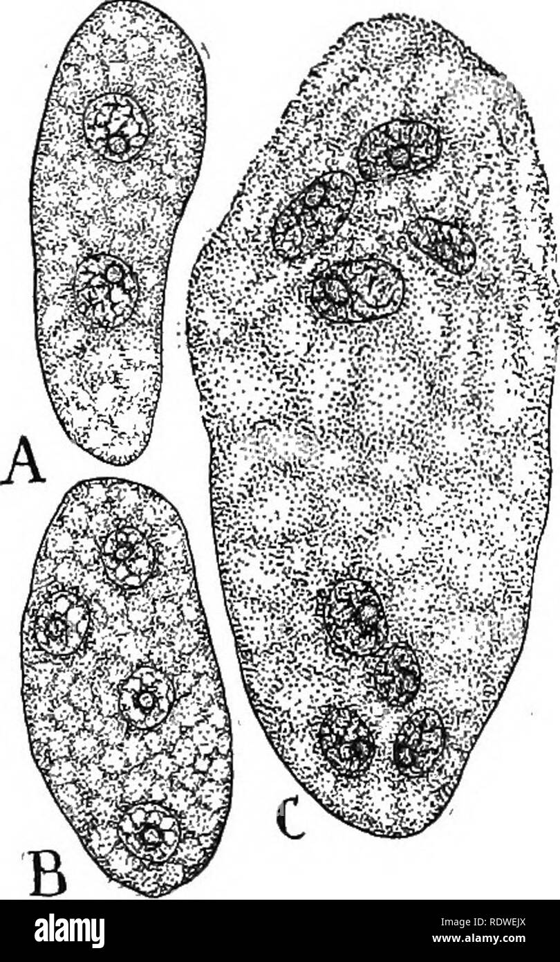 . Nature and development of plants. Botany. 390 GAMETOPHYTE OF ANGIOSPERMS vided with walls and consist of a rather larger cell, the female gamete, and two nourishing cells, the synergids or helpers (Fig. 271). The inner group or antipodal cells usually have walls and they are either soon disorganized and absorbed by the enlarging gametophyte or they may remain as permanent features of the gametophyte for a long time and even increase greatly in number, serving to nourish the gametophyte by absorbing food from the sporangium. The endosperm nucleus plays a very important role in the development Stock Photo