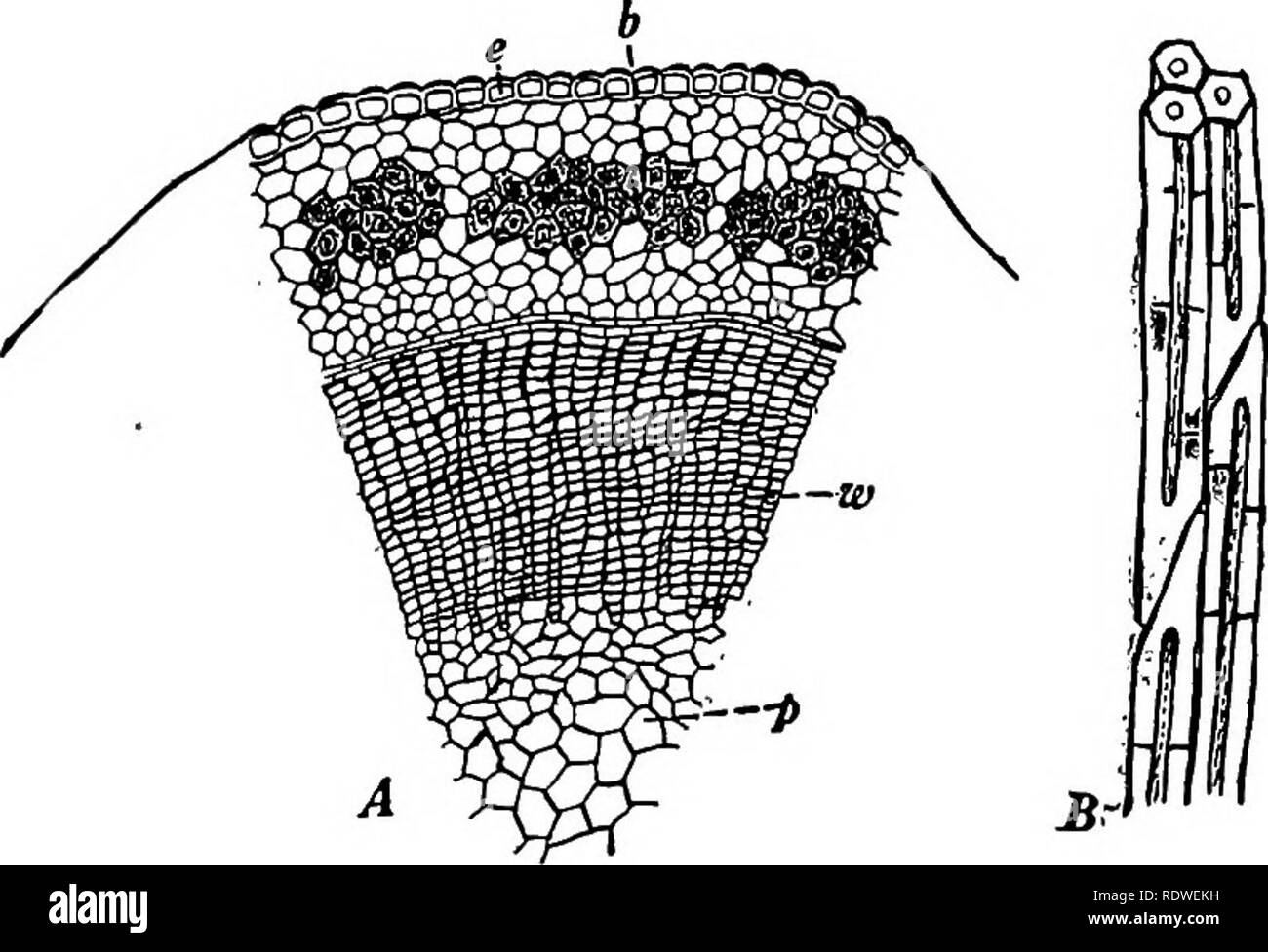 Botany With Agricultural Applications Botany Strengthening Tissues 129 Strengthening Tissues In Order To Endure The Strains To Which They Are Exposed Both Stems And Roots Must Have Strength Ening Tissues Botany With Agricultural Applications Botany Strengthening Tissues 129 Strengthening Tissues In Order To Endure The Strains To Which They Are Exposed Both Stems And Roots Must Have Strength Ening Tissues