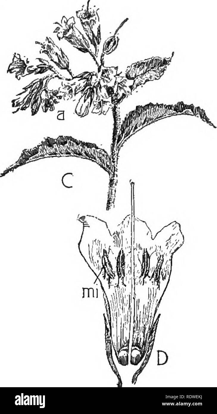 . Nature and development of plants. Botany. Fig. 266. Forms of adhesion that result from shortening of receptacle: A, flower of rose. B, section of flower, showing the lower portion of recep- tacle forming a cup about the megasporophylls, mg, and bearing the other organs of the flower. C, inflorescence of comfrey, Symphytum. D, flower enlarged in section to show adhesion of microsporophylls, mi, to the tubular corolla. more value in enabling us to state whether a plant is of high or low rank. As the cyclic habit became established, so the number of organs in each whorl became constant. Thus at Stock Photo