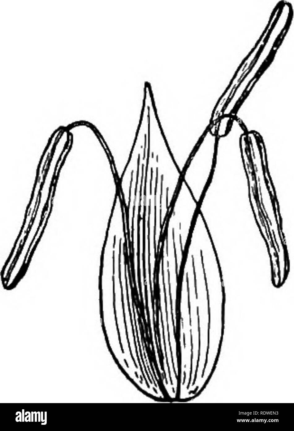 . Elementary botany. Botany. Fig. 33° Flowers of Carex lupulina