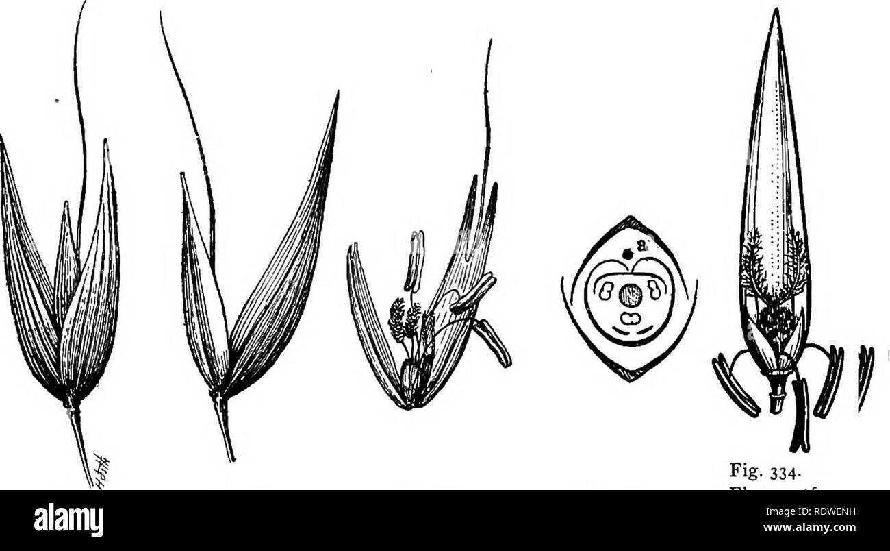 . Elementary botany. Botany. 258 MONO CO T YLED ONS. Topic III: Monocotyledons with a glume subtending the flower (Glumiflorae). 504. Lesson III. Grass family (gramineae). Oat.—As a representative of the grass family (graminese) one may take the oat plant, which is widely cultivated, and also can be grown readily in gardens, or perhaps in small quantities in greenhouses in order to have material in a fresh condition for study. Or we may have recourse to material preserved in alcohol for the dis-. Fig. 330. Fig. 331. Fig. 332. Spikelet of One glume re- Flower opened oat showing moved showing sh Stock Photo