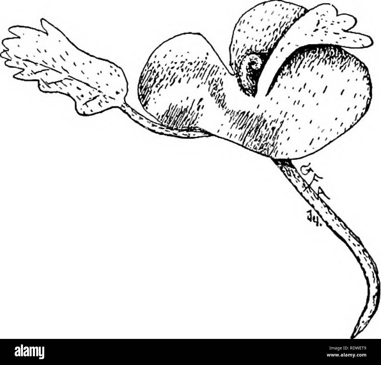 Common rangia Black and White Stock Photos & Images - Alamy