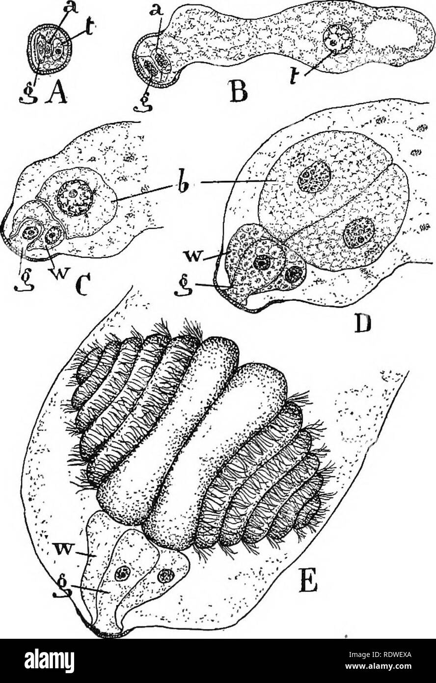 . Nature and development of plants. Botany. 358 MALE GAMETOPHYTE OF ZAMIA be compared with that of Selaginella (Fig. 247, A); the cell (g) representing the small cell, and the cell (a) corresponding to the large antheridial cell of the gametophyte of Selaginella (Fig. 243, i), while the cell (t) called the tube cell, represents a new depar- ture in the evolution of the male gametophyte. The tube cell. Fig. 247. Male gametophyte of Zamia: A, stage of germination of the microspore attained in the sporangium. See text for explanation of figures. B, formation of tube for absorbing of food from meg Stock Photo