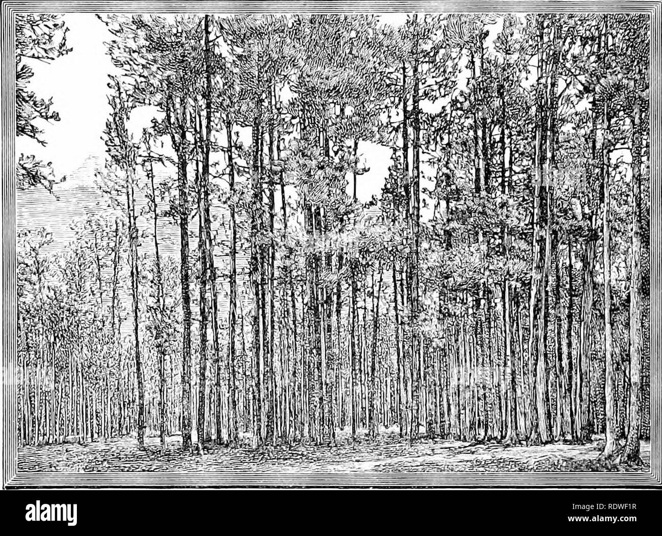 Coniferous forest america Black and White Stock Photos & Images - Alamy