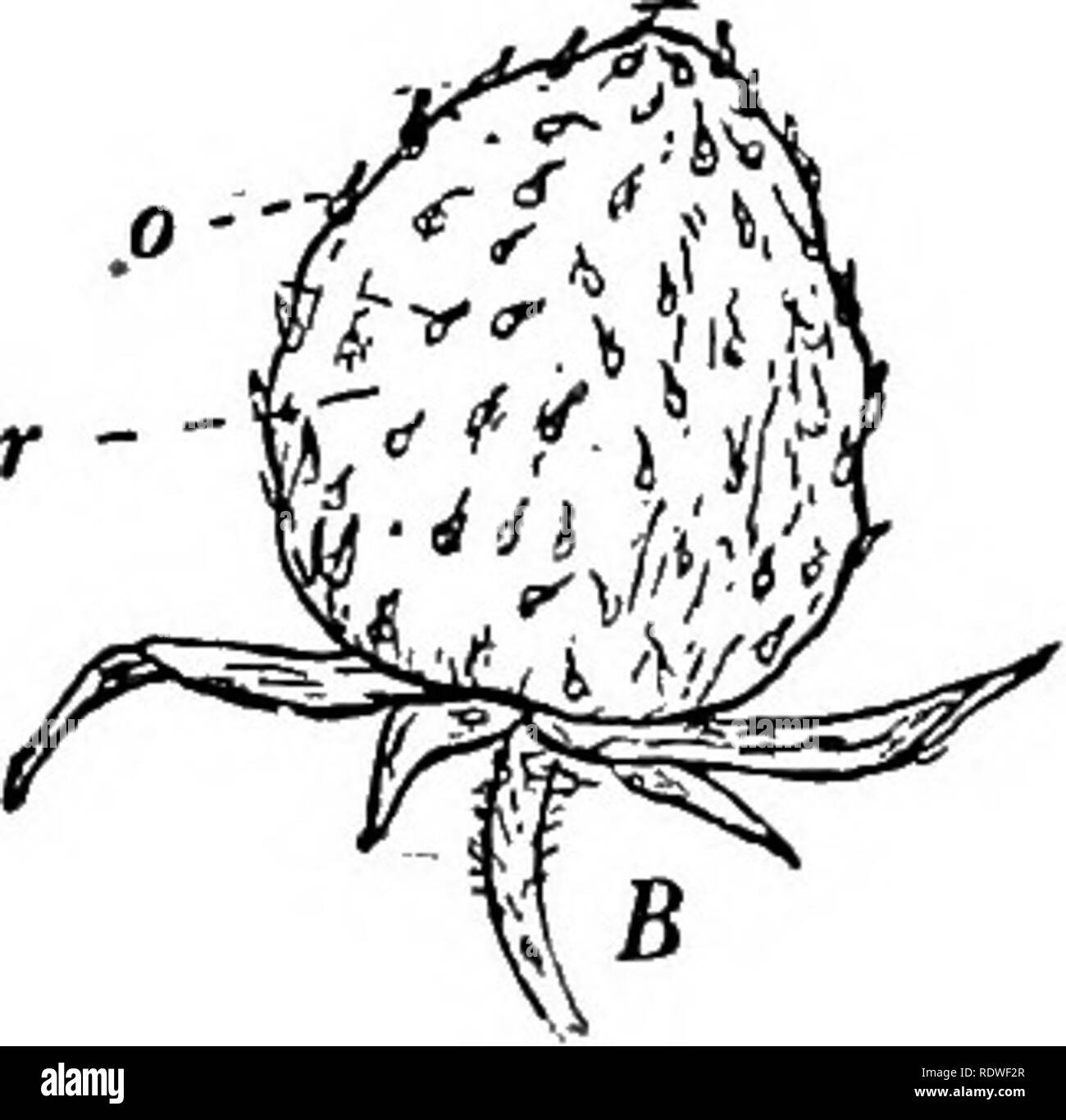 . Botany, with agricultural applications. Botany. Fig. 79. — Flower and fruit of Strawberry. A, section through flower, showing the fleshy receptacle {r) and the many pistils (p) on its surface. B, fruit consisting of enlarged receptacle (r), bearing the small hard ovaries (o). which they are closely joined form the rind. (Fig. 78.) The placentas are more or less fleshy and in case of the Watermelon, where they form large juicy lobes, they constitute the bulk of the edible portion. In most cases, however, as Muskmelons and Pumpkins illustrate, the placentas break loose from the ovary wall and  Stock Photo