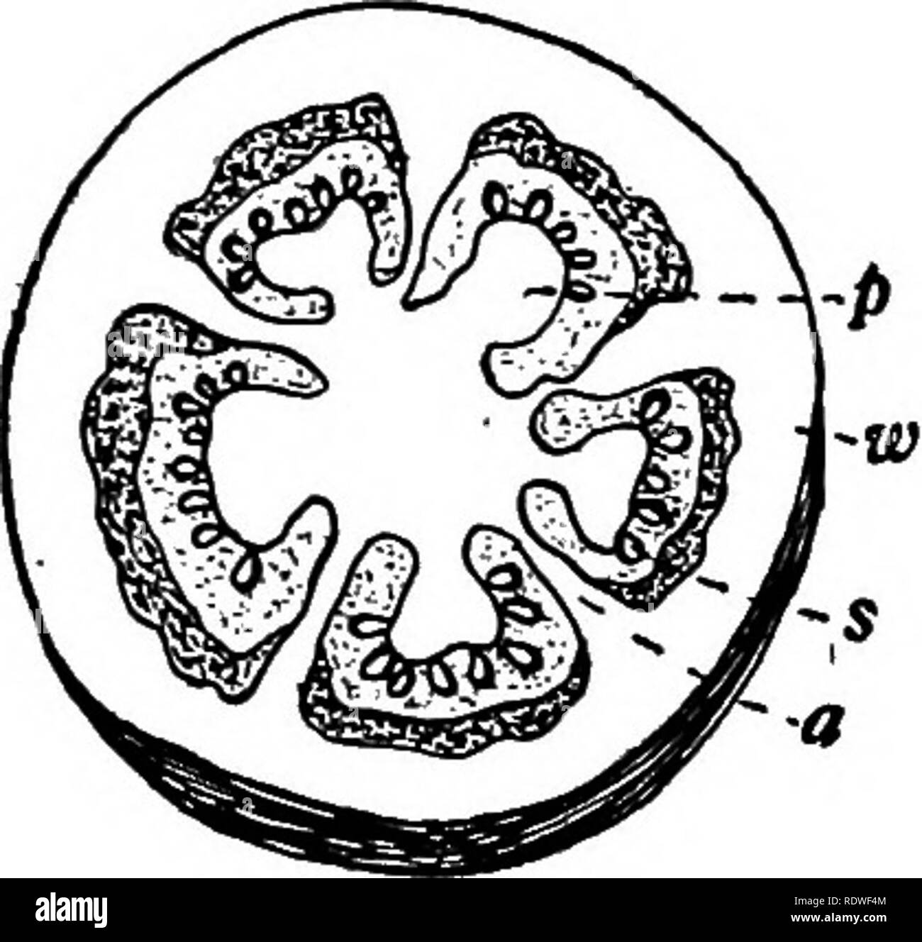 . Botany, with agricultural applications. Botany. TOMATO OR BERRY TYPE