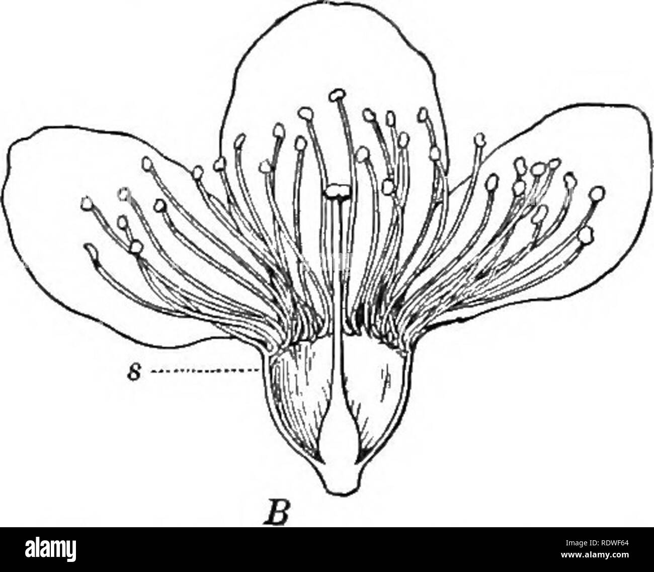 Grain varieties Black and White Stock Photos & Images Alamy