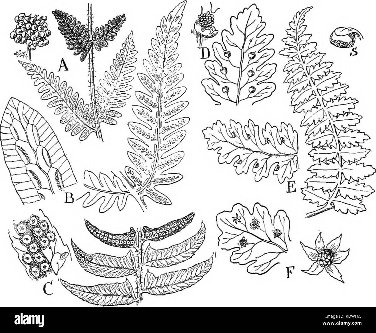 Common fig flowering plants Black and White Stock Photos & Images - Alamy