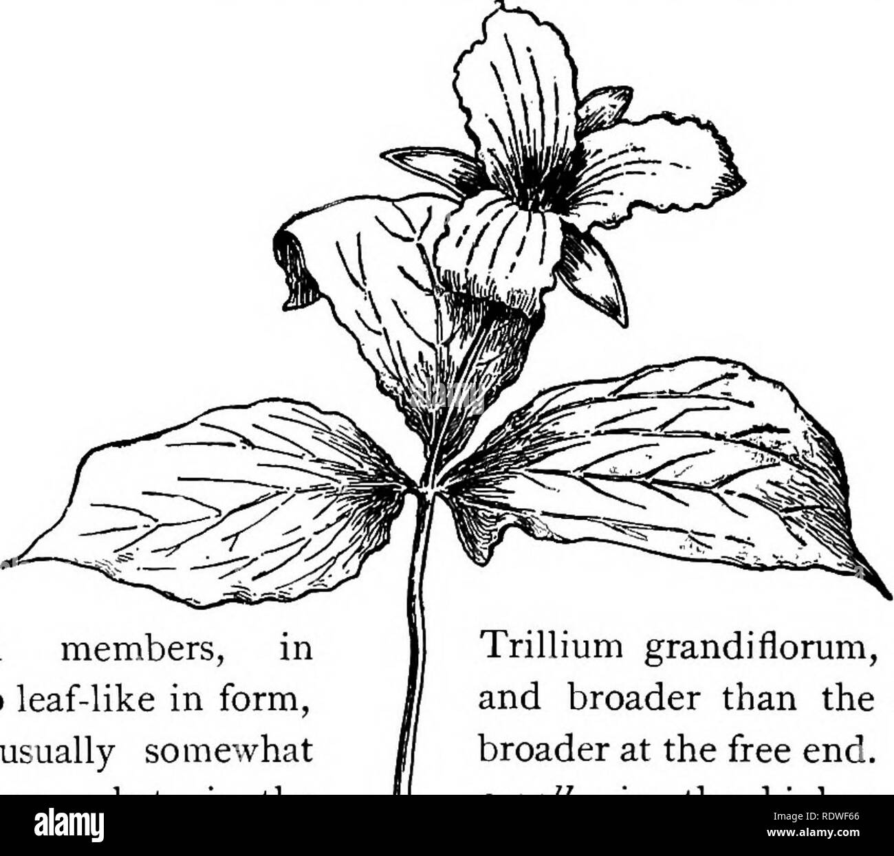 . Elementary botany. Botany. 222 MOKPHOLOG Y. 442. Corolla.—Next above the calyx is a whorl of white or. Trillium grandiflorum, which and broader than the sepals, broader at the free end. These corolla in the higher plants, corolla is a pelal. But while flower, and are not green, tion would suggest that they series. Within and above the inser- found another tier, or whorl, at first sight resemble leaves in in the higher plants as stamens. stamen possesses a stalk ( = fil- along on either side for the are four ridges, two on each stamen is the anther, and the sacs, or lobes, opened, these an- s Stock Photo