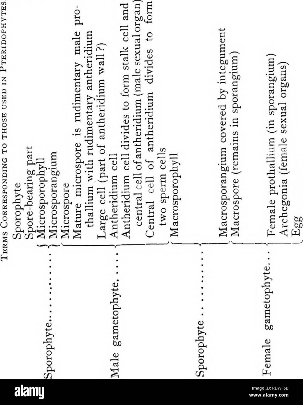 Elementary Botany Botany 2 M0rph0l0g Y A Sx G W Hrl H G H H I E Ph C H H S Lt O C Ph O O Ph Crc O C