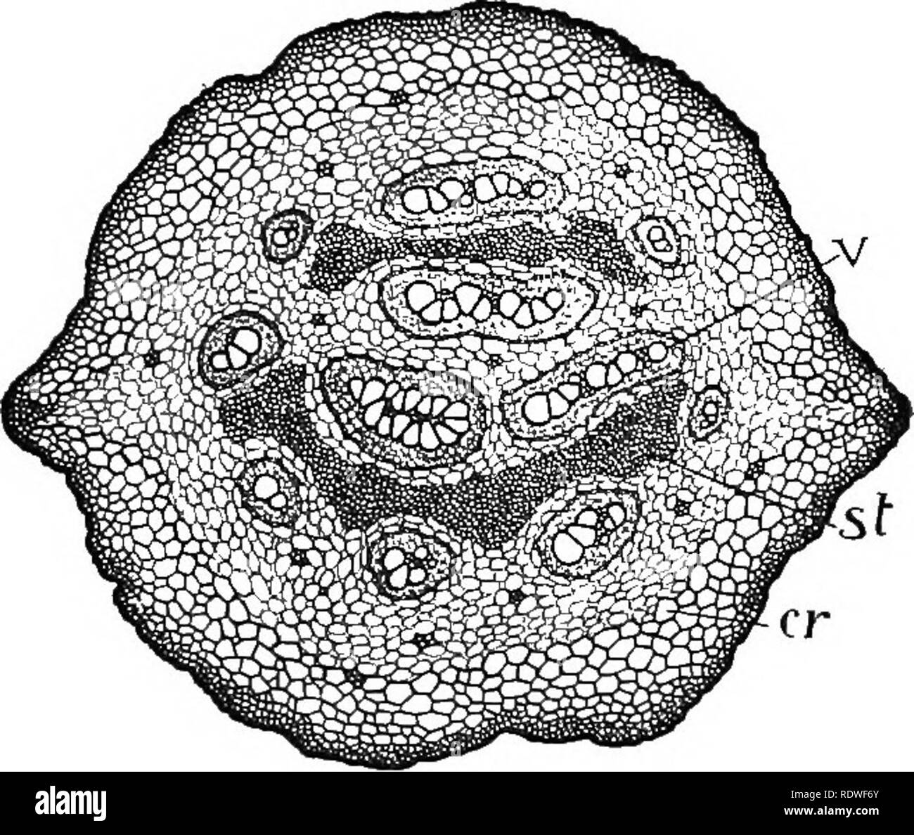 Nature and development of plants. Botany. Fig. 220. Stem in early spring  freed from all of its leaves save the young ones, c, near the tip: r,  roots; v, vascular bundles