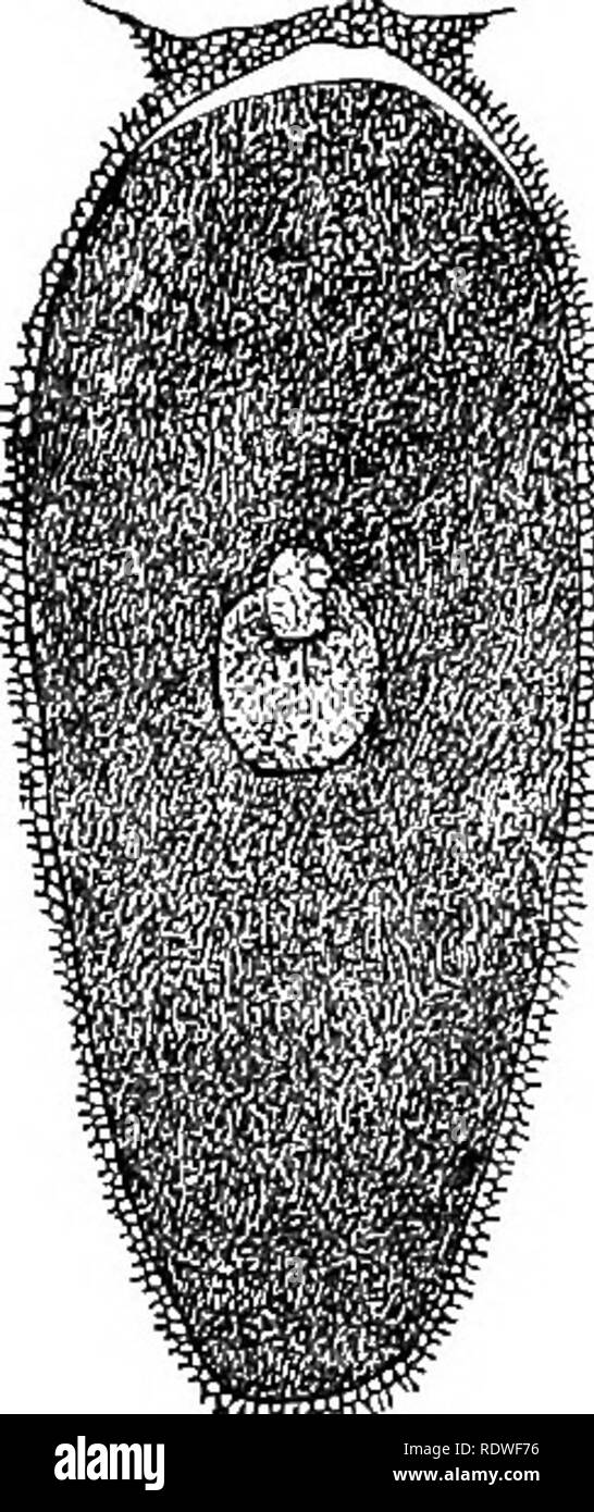 . Elementary botany. Botany. FURTHER STUDIES ON GYMXOSPERMS. 217. rig ...