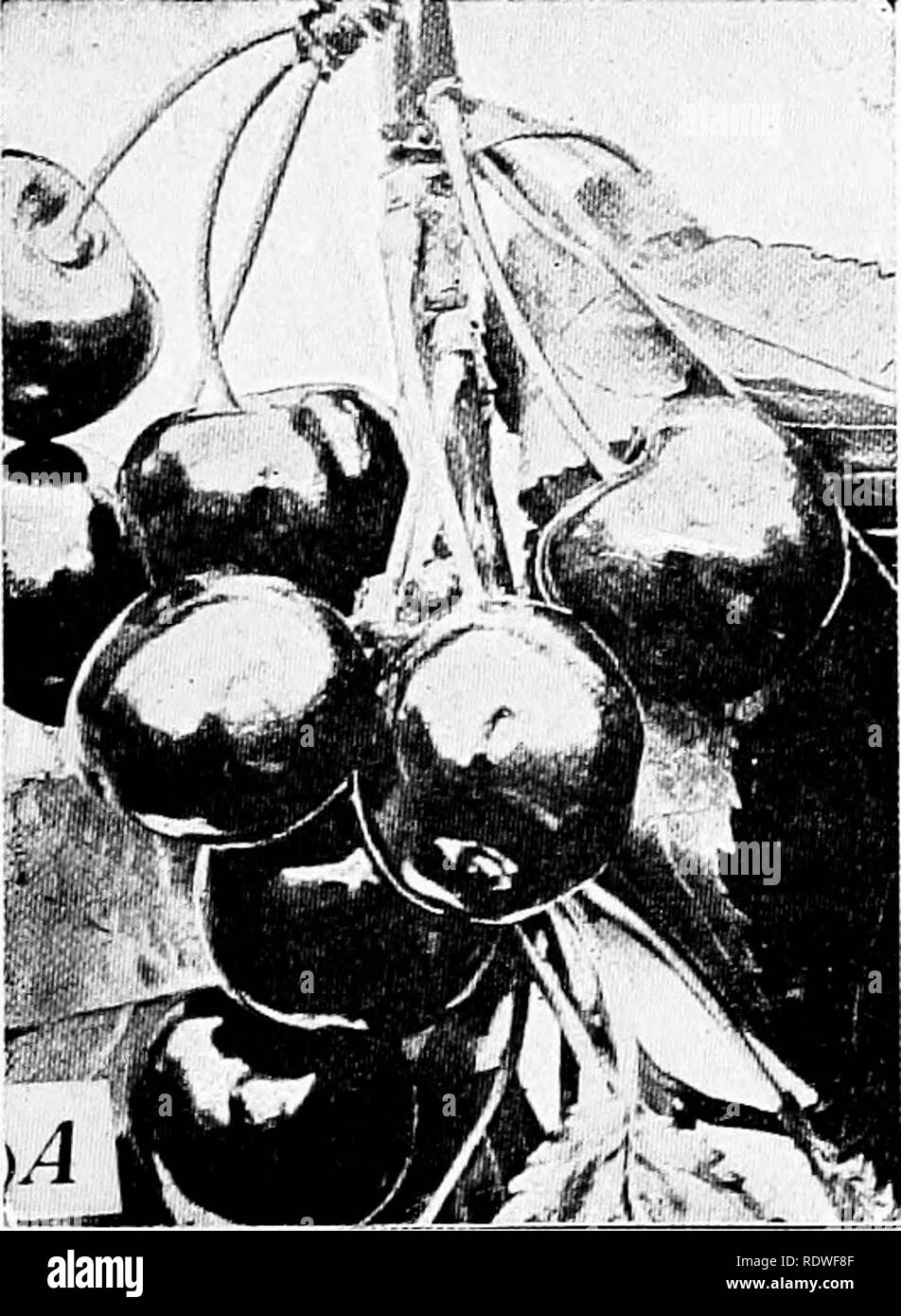 . Botany, with agricultural applications. Botany. THE KIND OF POLLINATION GIVING BEST RESULTS 53