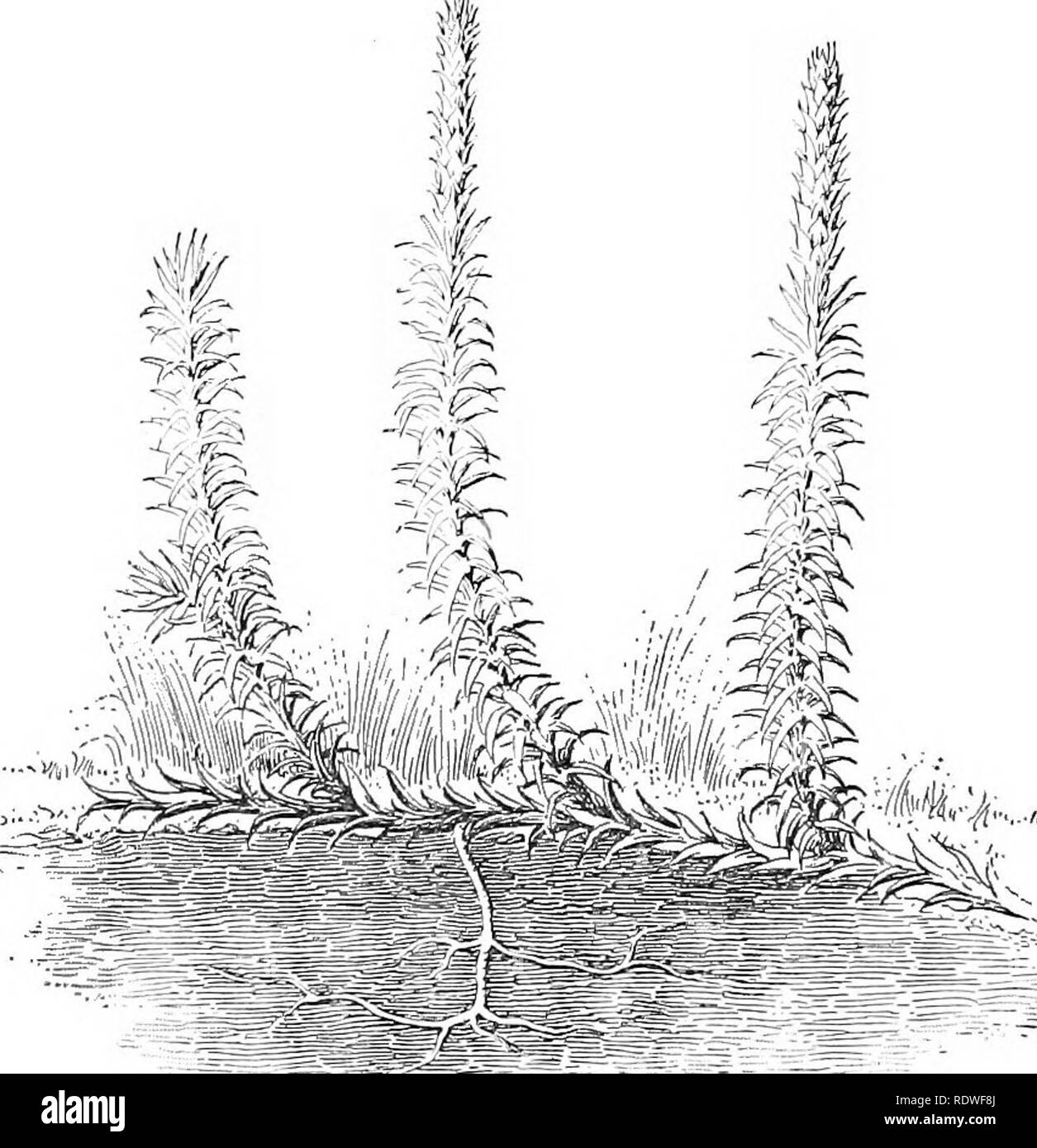 . Essentials of botany. Botany; Botany. 292 ESSENTIALS OF BOTANY 373. Form and Structure. — The general appearance of many species of Lycopodium is very similar to that shown in Fig. 213. Selaginella is most familiar to people who are not botanists from the species often grown in greenhouses.. Fig. 213. Plant of Lycopodium {L. annotinnm). It has somewhat the appearance of a large leafy moss-plant, with the leaves arranged in four rows. The structure of the stems and leaves of the club- mosses is somewhat complex. They have well-developed fibro-vascular bundles with sieve-tubes. 374. Reproducti Stock Photo