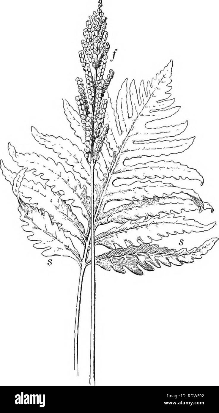 Fern Plant Diagram