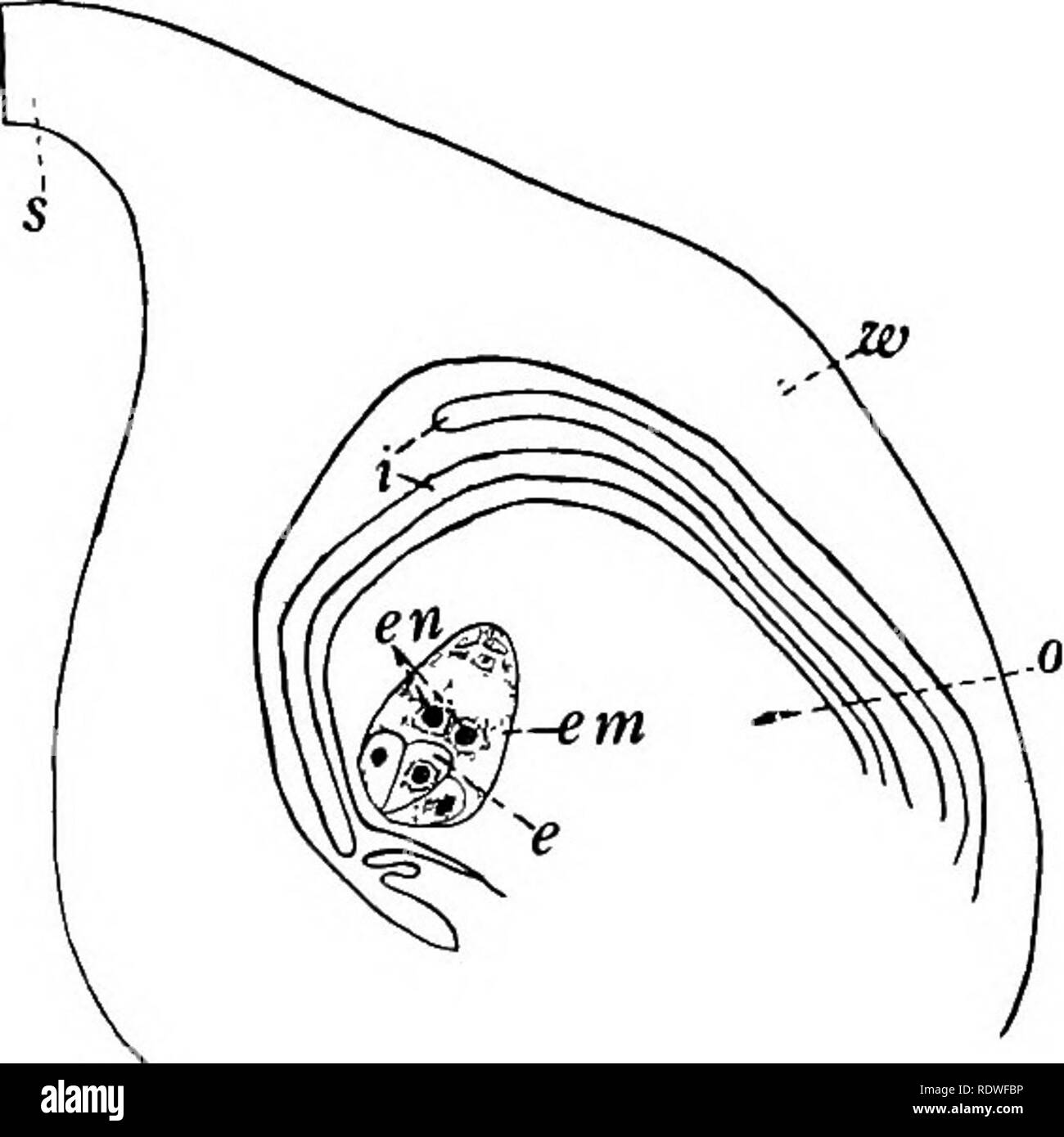 Ovule structure Black and White Stock Photos & Images Alamy