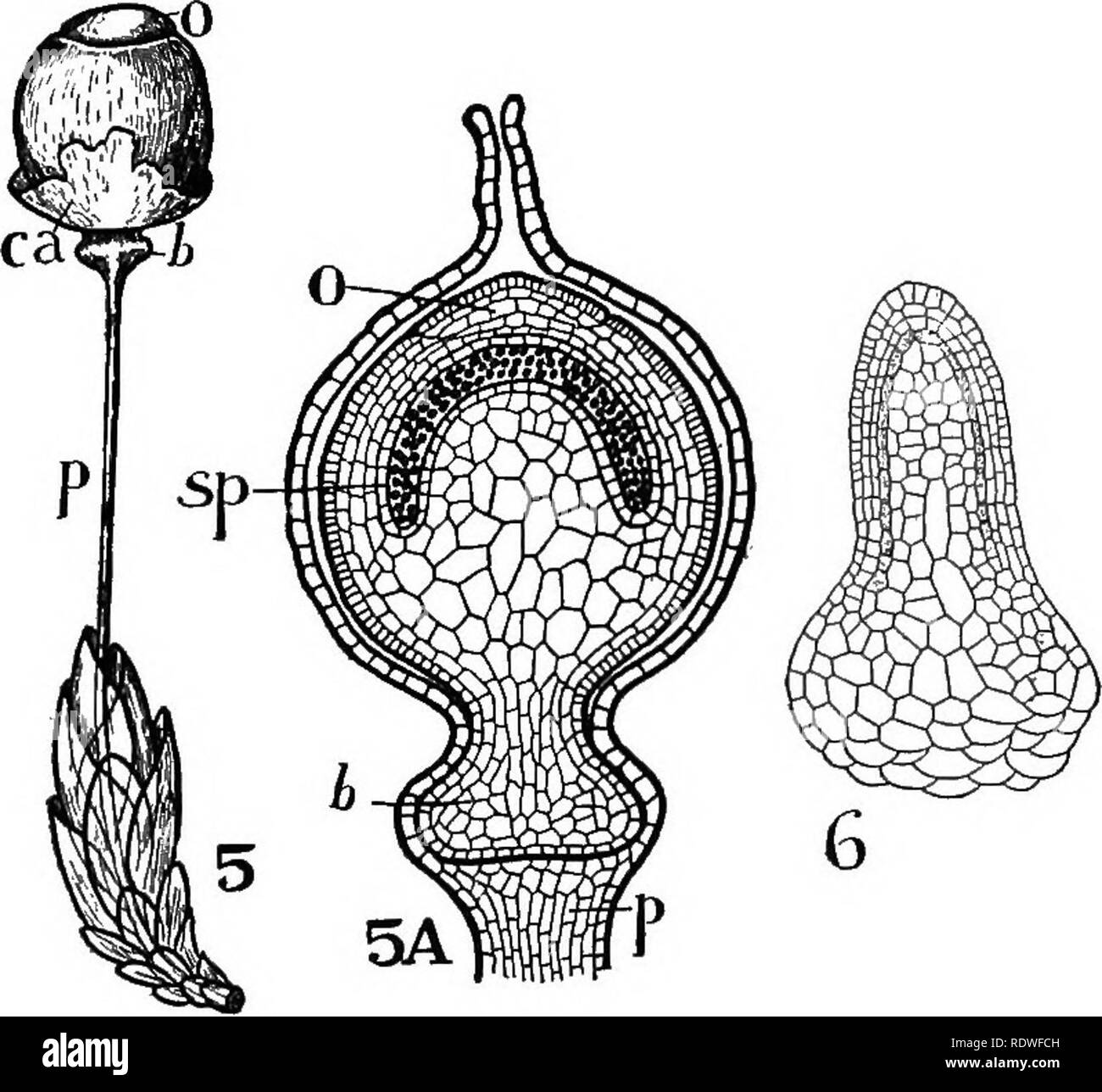 . Nature and development of plants. Botany. DEVELOPMENT OF PLANTS 299 leafy hepatics, the former organs appearing as stalked bodies in the axils of the leaves on short cone-like branches and the archegonia originate on the tips of short branches. The gameto- spore germinates very much as in Anthoceros (Fig. 203, 6). It does not, however, have as prolonged a growth, and at ma-. FiG. 203. The sporophyte of Sphagnum: 6, the young sporophyte sepa- rated from the archegonium with essentially the same differentiation of parts as noted in Anthoceros, Fig. 199. 5^, diagram of a later development of th Stock Photo