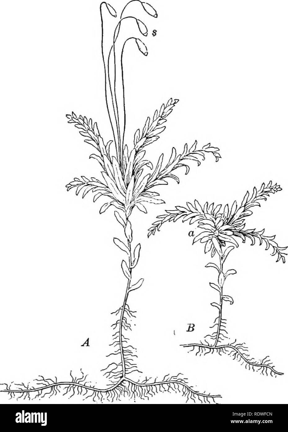 . Essentials of botany. Botany; Botany. THE BRYOPHYTES 273. Fig. 108. Mnium undulatum, a Moss. A, female plant with four spore-capsules s; B, male plant with antheridia at a. 352. Gross Structure of the Complete Moss-Plant. — Procure a leafy plant with a capsule growing from it and note: (a) The stem. Is it branched or unbranched ? (J) The leaves. How arranged? (c) Tlie 7-hizoids. (d) The sporophyte, or spore-bearing plant, with a slender stalk bearing the capsule. Draw the leafy plant with the sporophyte x 2.. Please note that these images are extracted from scanned page images that may have  Stock Photo