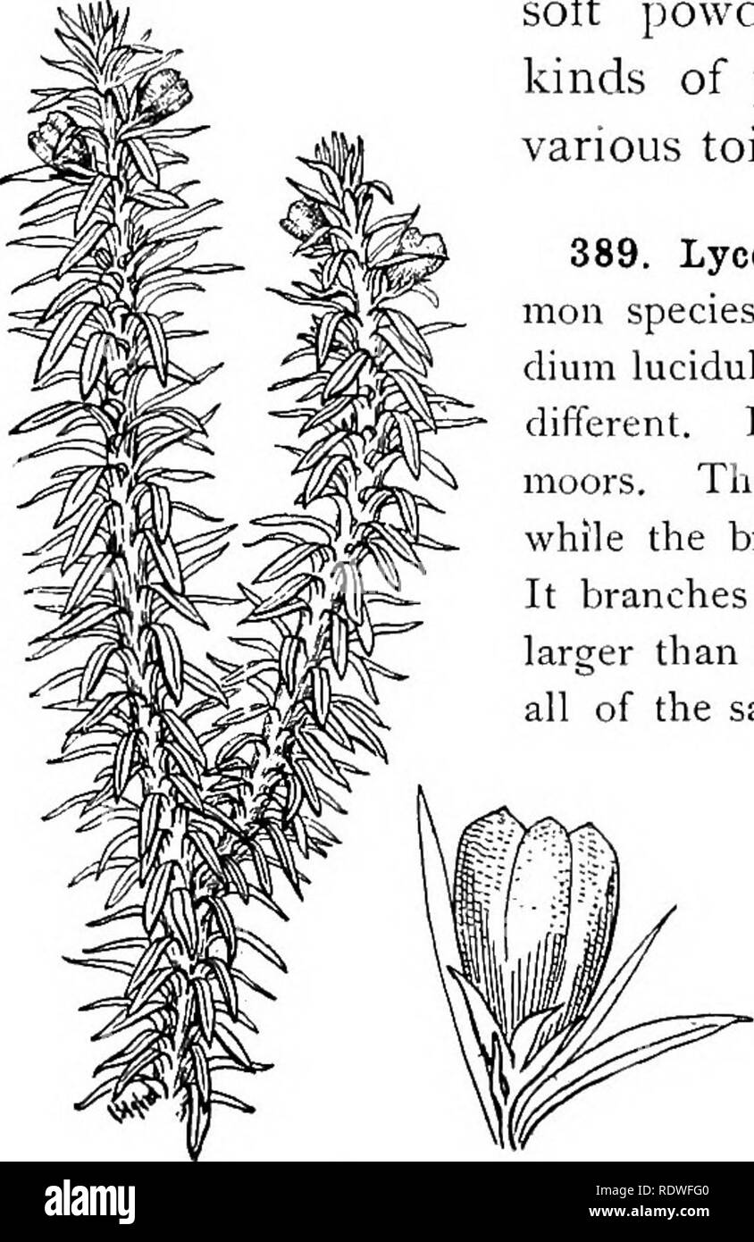 . Elementary botany. Botany. 192 MORPHOLOG Y. 388. Fruiting spike of Lycopodium clavatum.âThis club is the fruiting spike or head (sometimes termed a.slrobilus). Here the leaves are larger again and broader, but still not so large as the leaves on the creeping shoots, and they are paler. If we bend down some of the leaves, or tear off a few, we will see that in the axil of the leaf, where it joins the stem, there is a somewhat rounded, kidney-shaped body. This is the spore-case or spo- rangium, as we can see by an examination of its contents. There is but a single spore-case for each of the fe Stock Photo