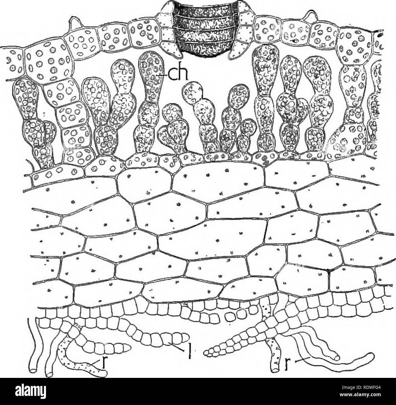 . Nature and development of plants. Botany. DEVELOPMENT OF PLANTS 283 like pore over the center of each cavity. From the bottom of the chamber numerous delicate chlorophyll-bearing cells arise. This arrangement of the tissues is again suggestive of the chlor- enchyma of the leaf and it is manifestly protective and adapted to photos3mthesis. The structure of the lower cells of the thallus. Fig. 188. Section through the center of the thallus of Marchantia, show- ing one of the air chambers and chimney-like pores in the epidermis—ch, palisade-like chlorenchyma arising from bottom of air chamber.  Stock Photo
