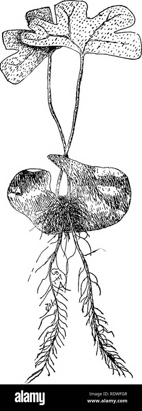 . Elementary botany. Botany. Fig. 231. Young plant of Pteris serrulata still attached to prothallium. Fig. 232. Two embryos from one prothallium of Adiantum cuueatum.. Please note that these images are extracted from scanned page images that may have been digitally enhanced for readability - coloration and appearance of these illustrations may not perfectly resemble the original work.. Atkinson, George Francis, 1854-1918. New York, H. Holt Stock Photo