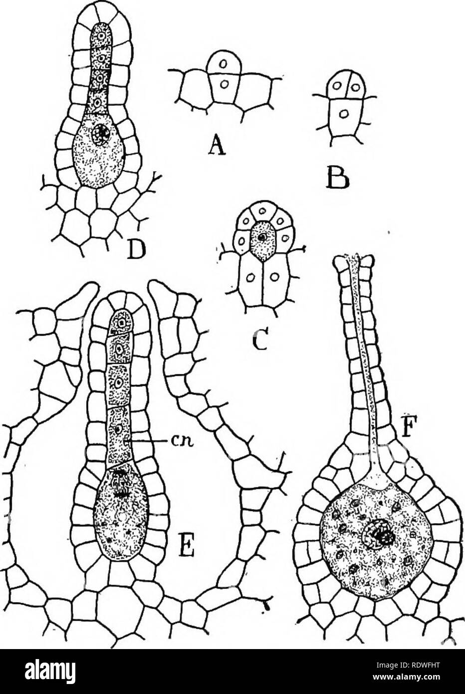 . Nature and development of plants. Botany. 276 ARCHEGONIUM OF RICCIOCARPUS antheridium and the canal cells become mucilaginous, thus forming a passageway to the female gamete (Fig. 182, F). The male gametes, attracted, it is supposed, by cane sugar, developed in the archegonium, swim down the canal of the neck, and one unites with the female gamete, as shown in Fig. 182, F, where. Fig. 182. Development of the female gametangium or archegonium: A-D, stages in the development of the archegonium from a single cell. E, nearly mature archegonium just before the female gamete is formed—en, canal ce Stock Photo