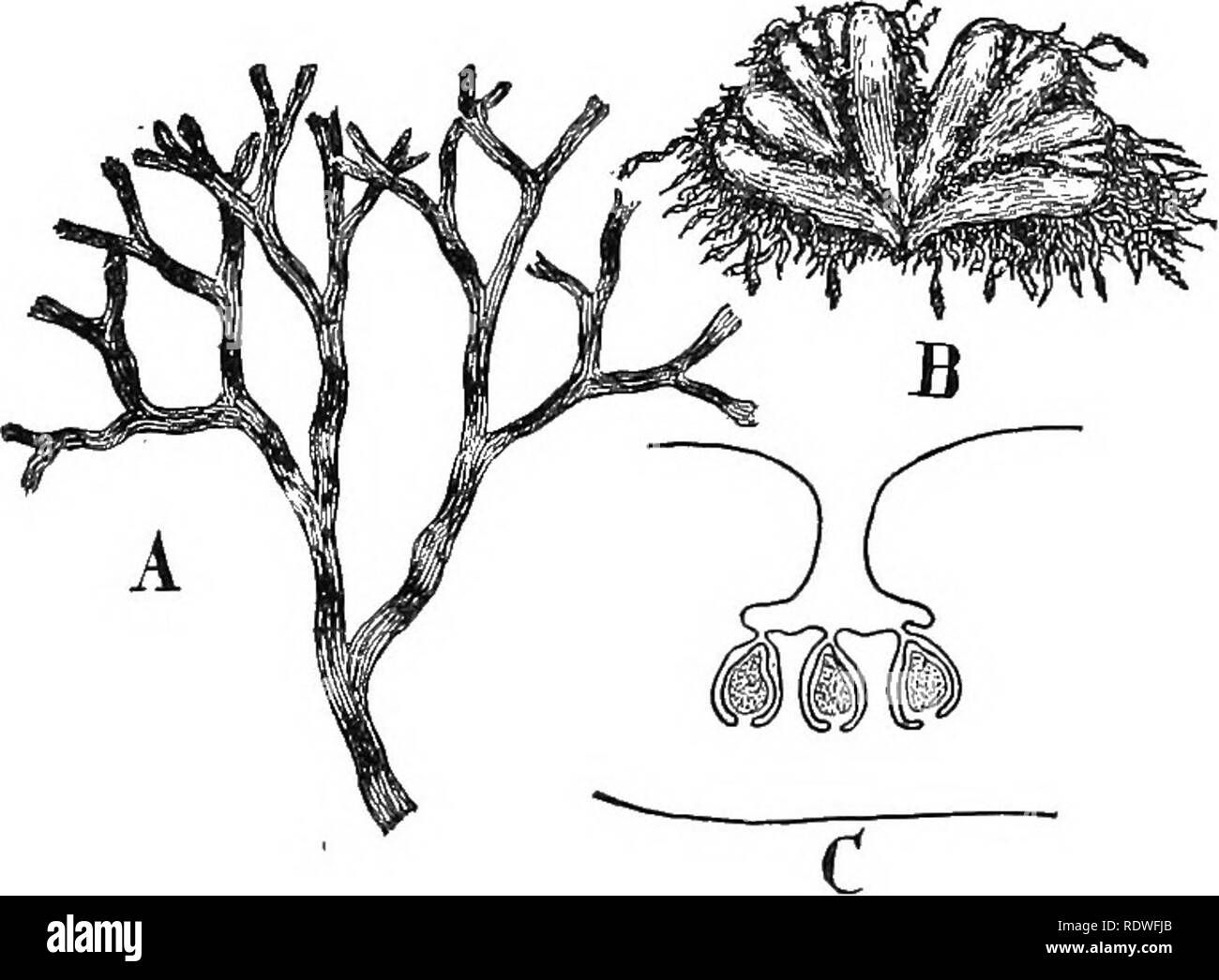 . Nature and development of plants. Botany. 272 STRUCTURE OF RICCIOCARPUS or dichotomous branching of the thallus, so characteristic of these plants (Fig. 179, A, B). The appearance of many of these hepatics is suggestive of the algae. Especially is this true of the aquatic Ricciocarpus and Riccia. (a) Structure of Ricciocarpus.—^An examination of the struc- ture of one of these will show, however, that extensive changes have been induced in even the simplest forms. The new stimuli to which the terrestrial conditions expose them cause a remark- able series of transformations in the cells that  Stock Photo