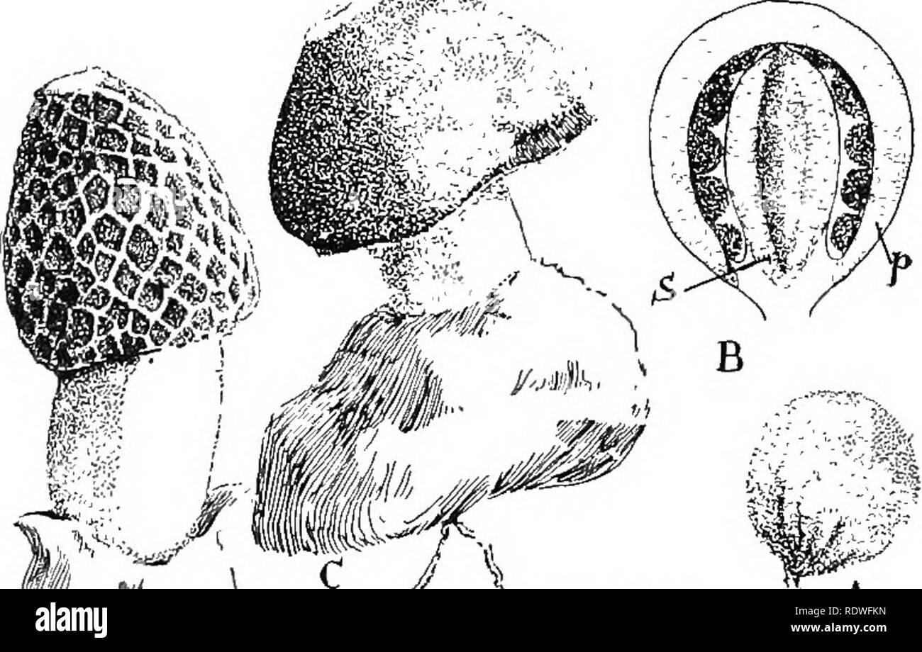 . Nature and development of plants. Botany. 268 DEVELOPMENT OF PHALLALES They differ chiefly from the puffballs in that the spore-bearing cavities are surrounded by tougher hyphae. Consequently, when the periderm of these Httle cup-shaped bgdies opens, these tougher parts appear as minute eggs in a nest (Fig. 177, B). 100. Order f. Phallales or Stink Horns.—^These fungi first appear as egg-like structures on rather coarse strands of the mycehum which traverse decaying vegetation. These bodies consist of a white skin-Hke periderm which encloses a stipe and. &lt; is h ^  J A Fig. 178. A common f Stock Photo