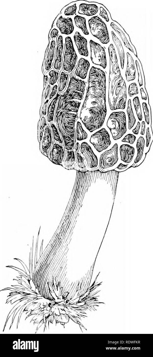 Essentials Of Botany Botany Botany 252 Essentials Of Botany 6 The Surface Markings C The Number Shape And Mode Of Branching Of The Appendages Draw A Sac Fruit Showing The Points