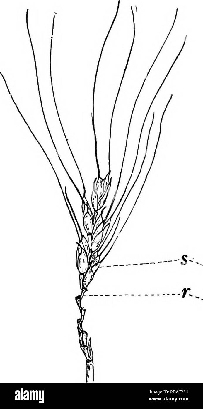 . Botany, with agricultural applications. Botany. 21 Fig. 18. — Spikelet of the Oat head, with the bracts spread apart to show the flowers. There are three flowers, only {1) and (;g) of which develop and produce kernels, e, glumes or empty glumes;. /, lemma or flowering glume; pa, palea; s, stamens; p, pistil; r, rachilla. The parts of flowers (f) and (S) are not indicated. Many times enlarged.. Please note that these images are extracted from scanned page images that may have been digitally enhanced for readability - coloration and appearance of these illustrations may not perfectly resemble  Stock Photo